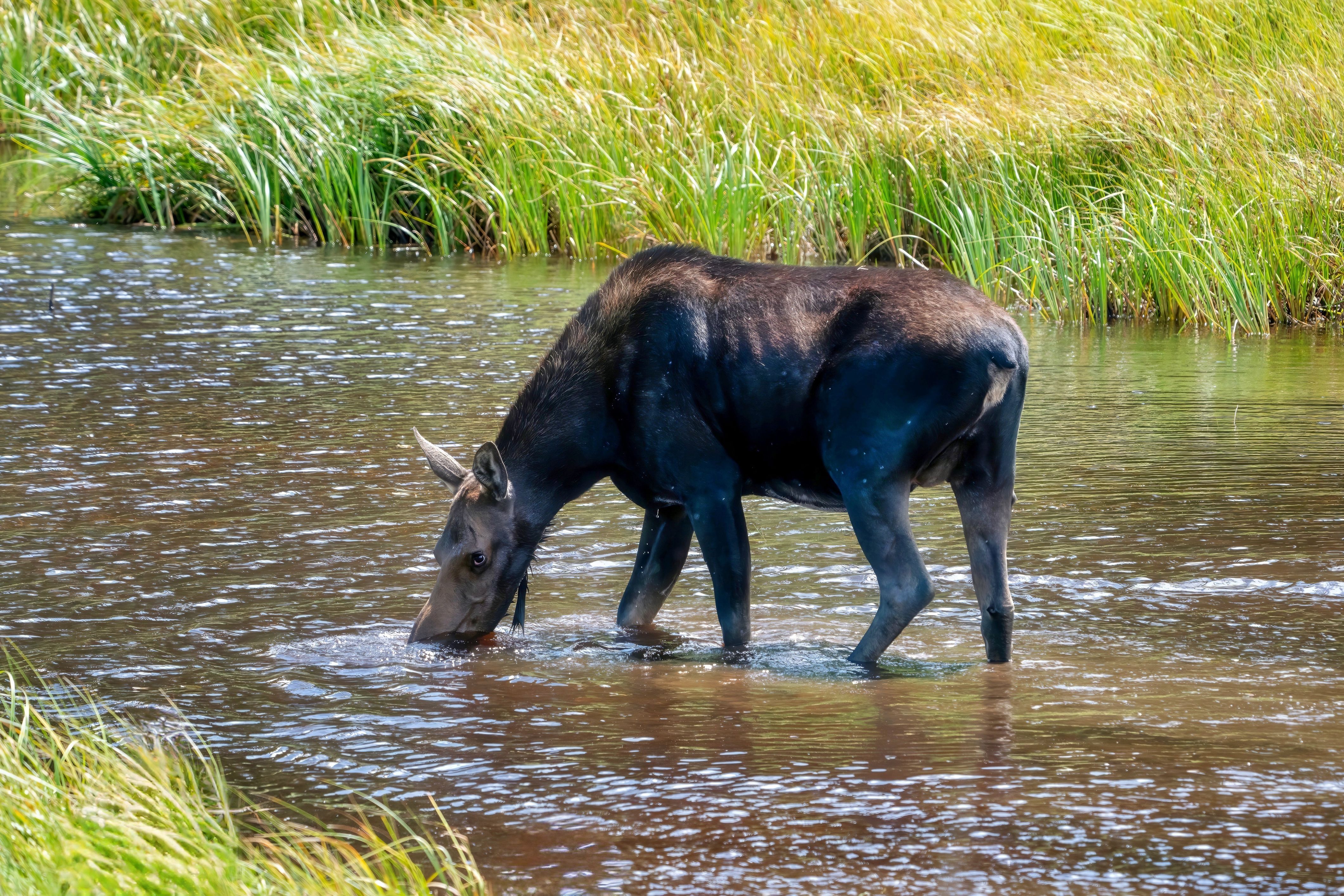 7 National Parks Where You Might Run Into A Wild Moose