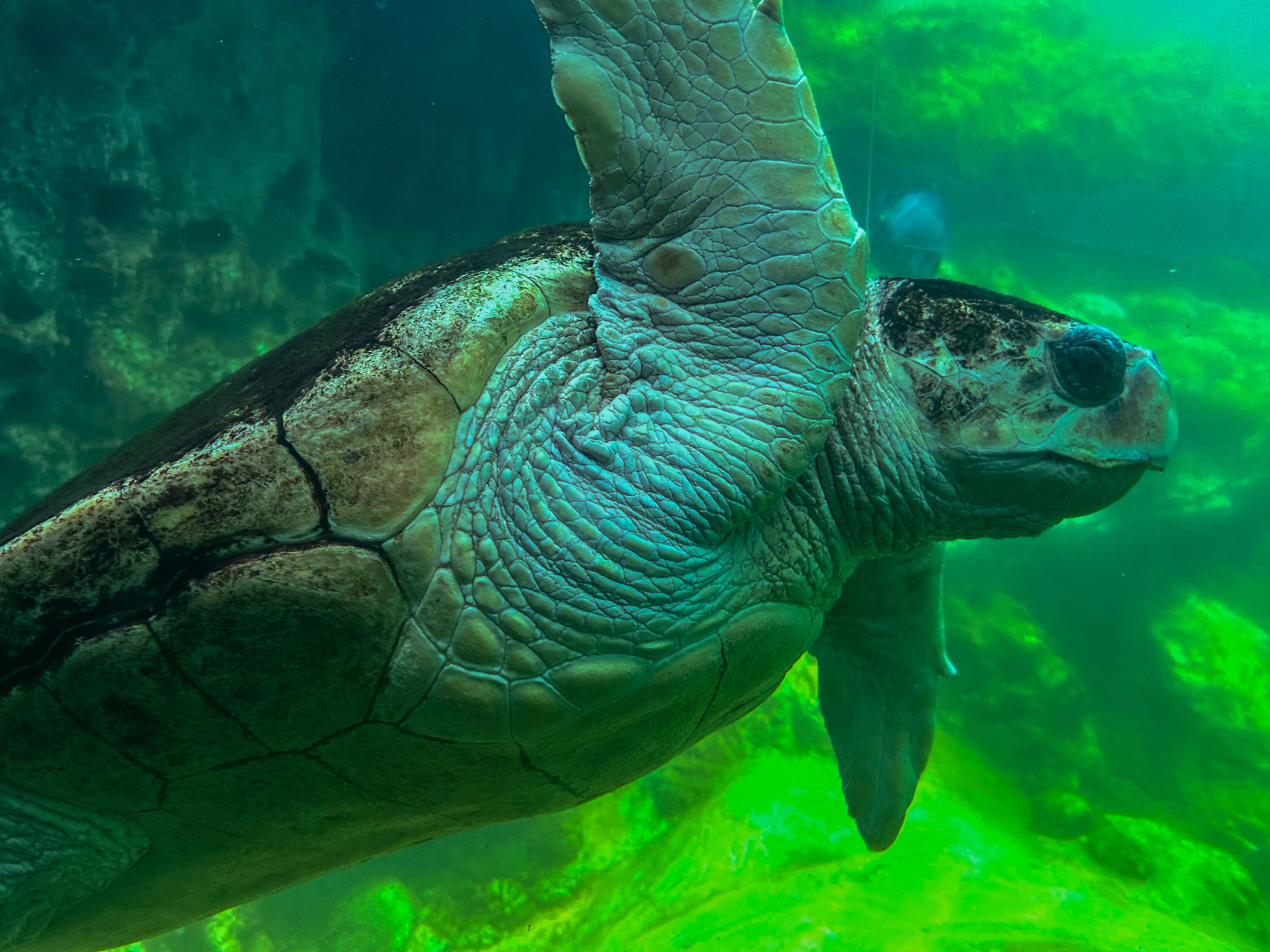 10 Endangered Animals In The U.S. That Are Almost Extinct (& Why)