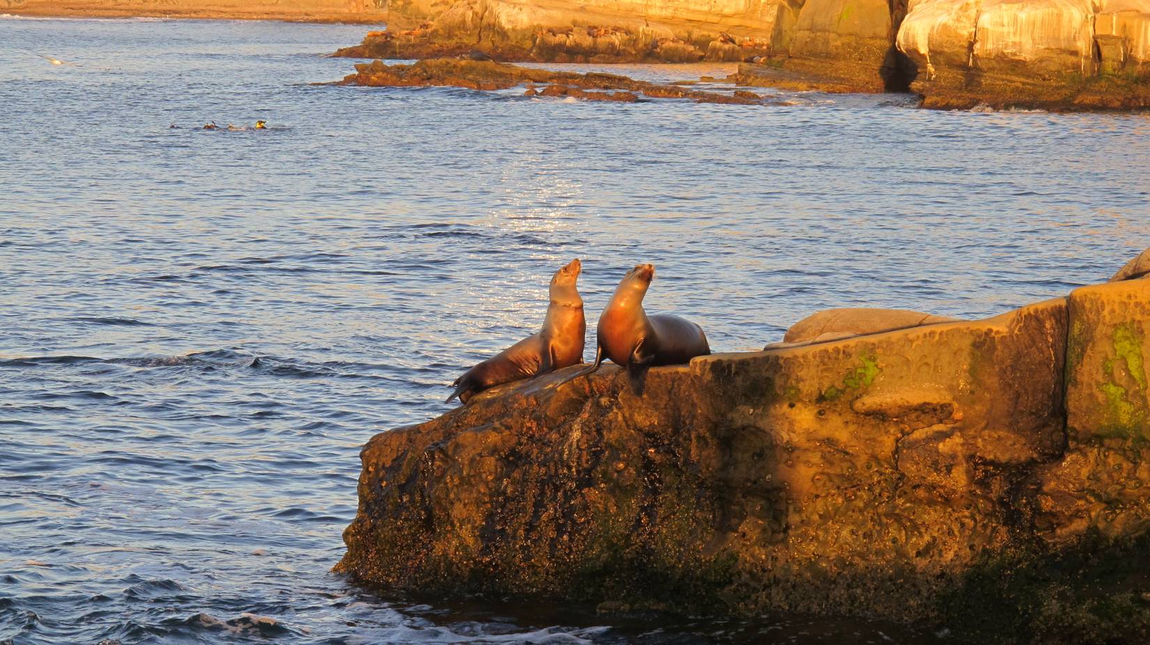 Steller sea lions