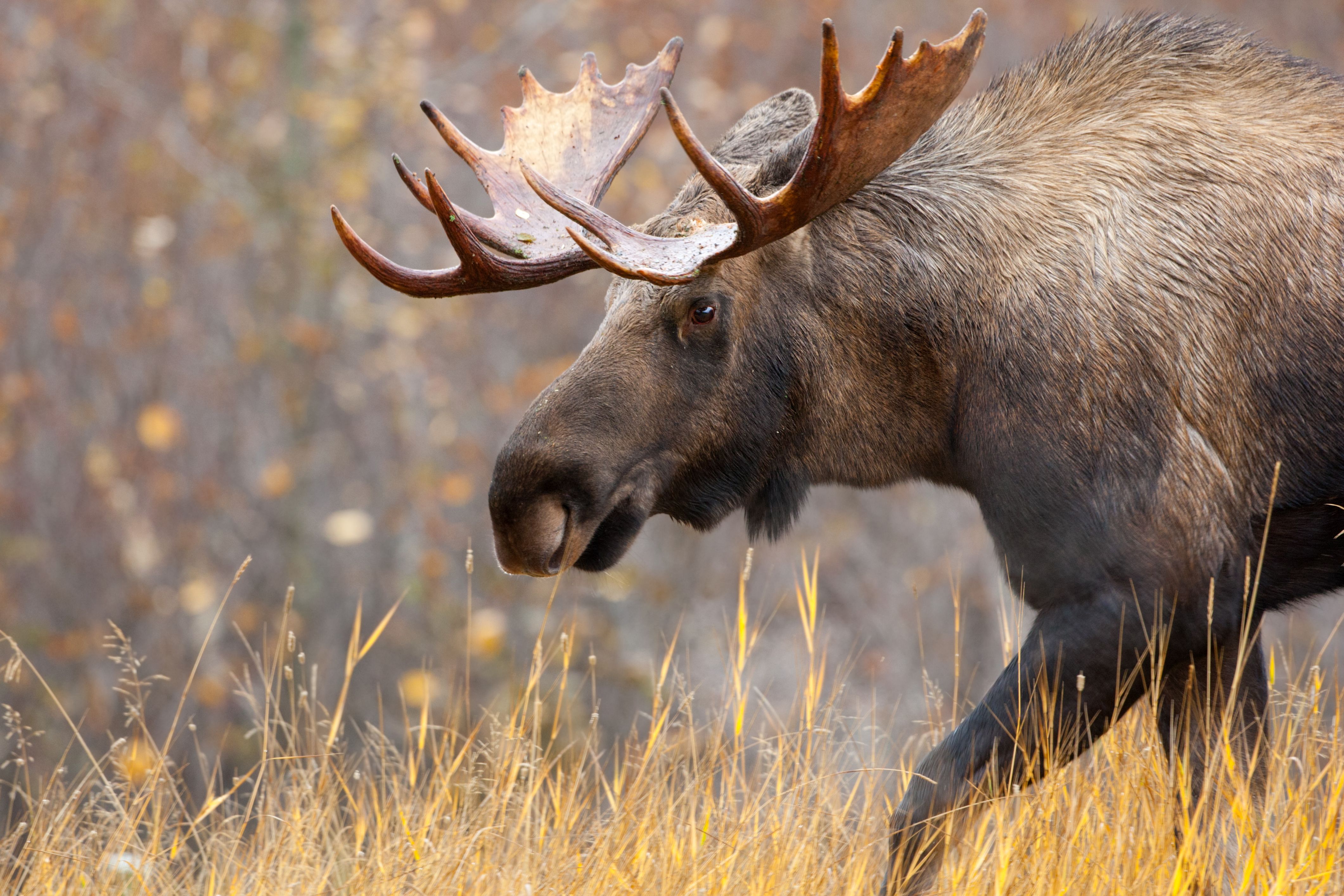 7 National Parks Where You Might Run Into A Wild Moose