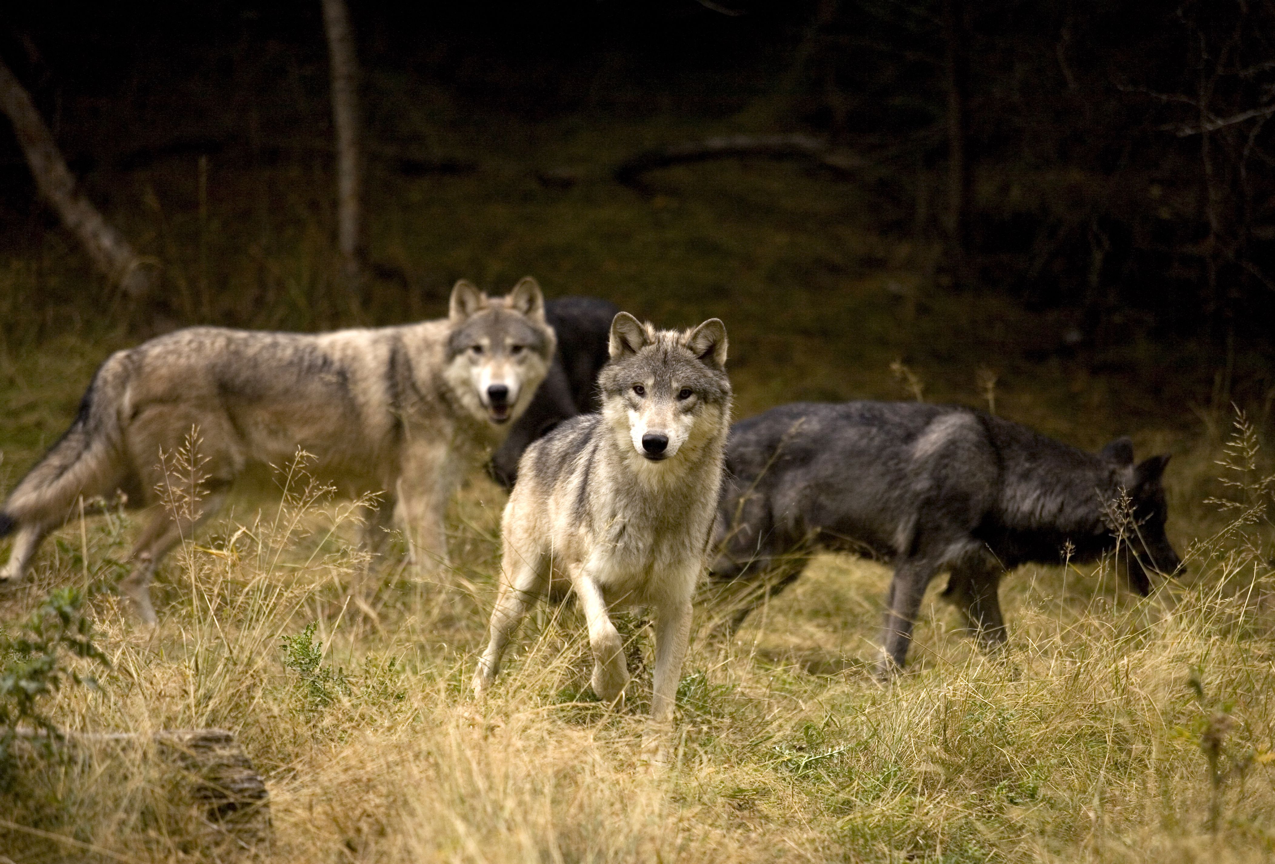 How Native American Tribes Lost A Legal Battle To Save Gray Wolves In ...