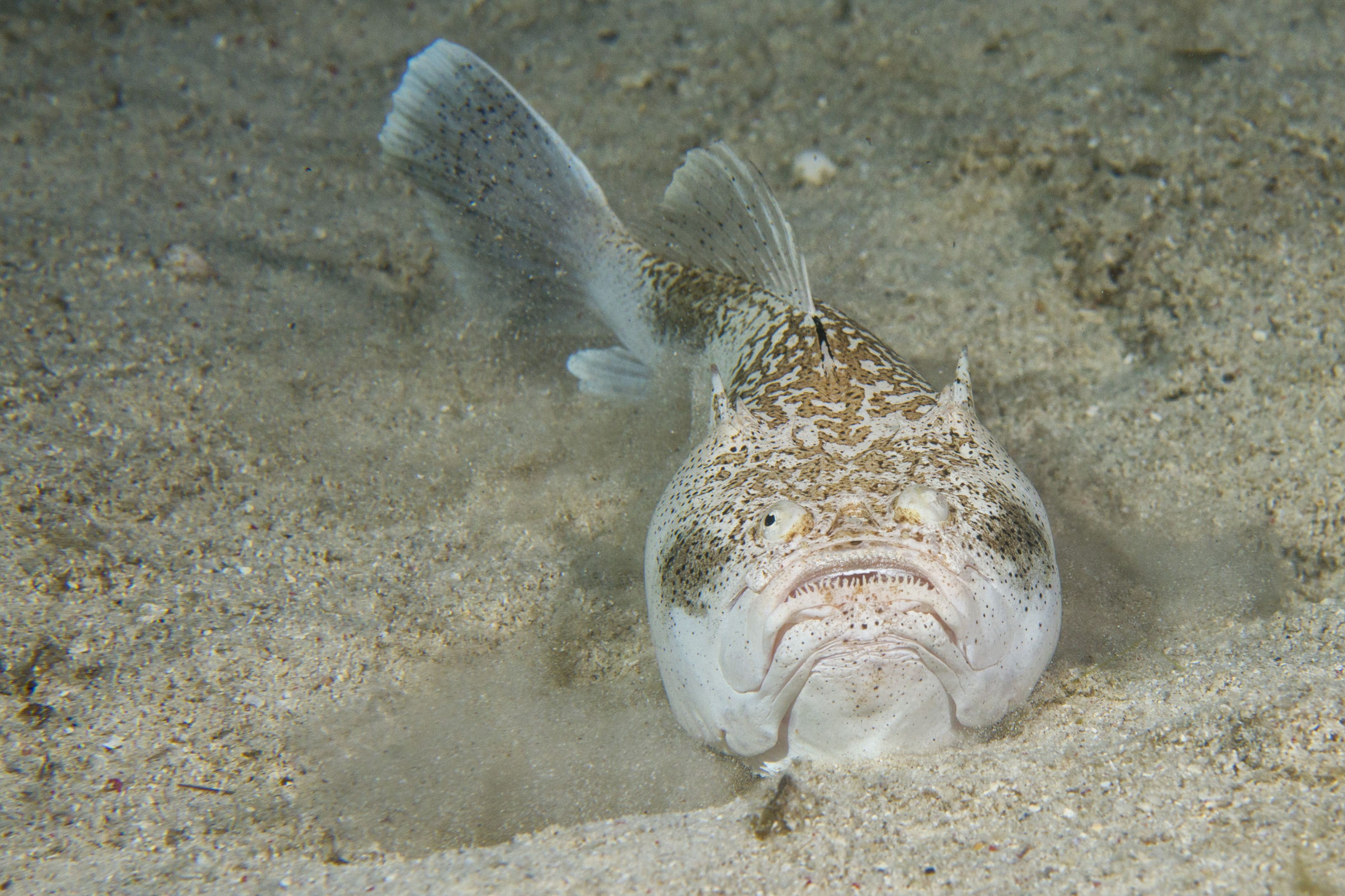10 Animals Found In The Atlantic That Are Stranger Than The Pacific