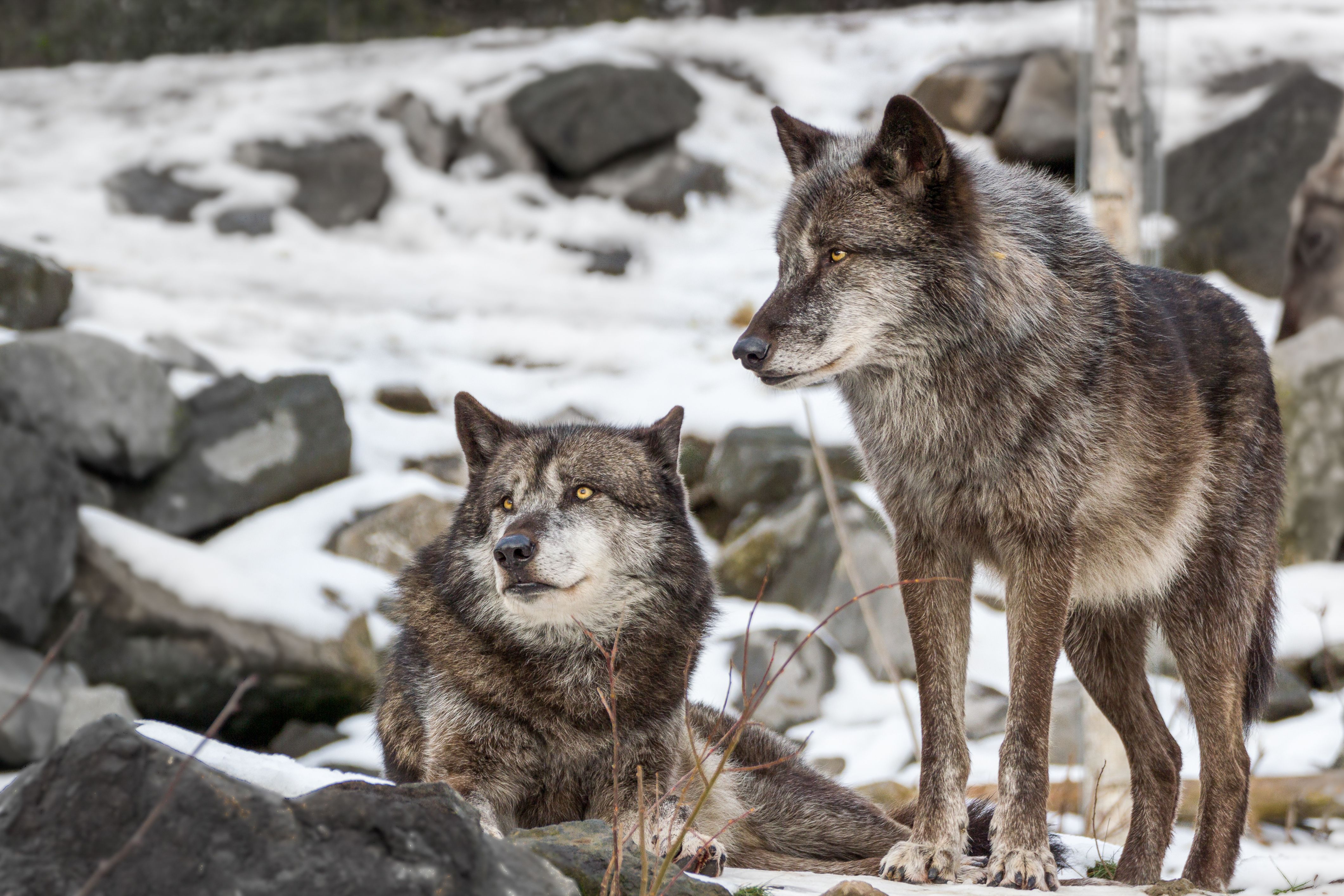 7 Places You Can See Real Wolves In America