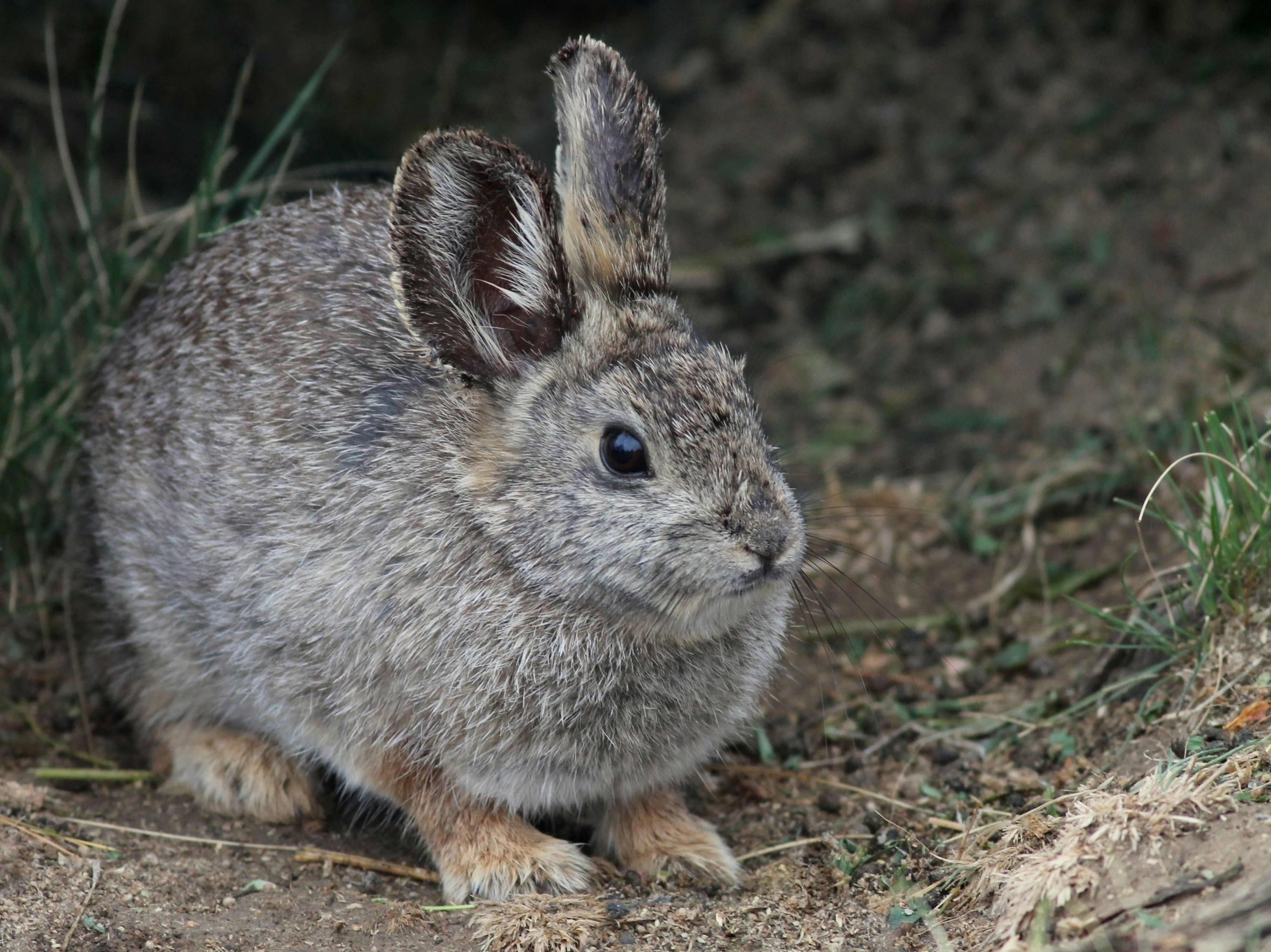 Experts Rejoice As Rare Mammal Finally Resurfaces In Mexican Forest 120 ...