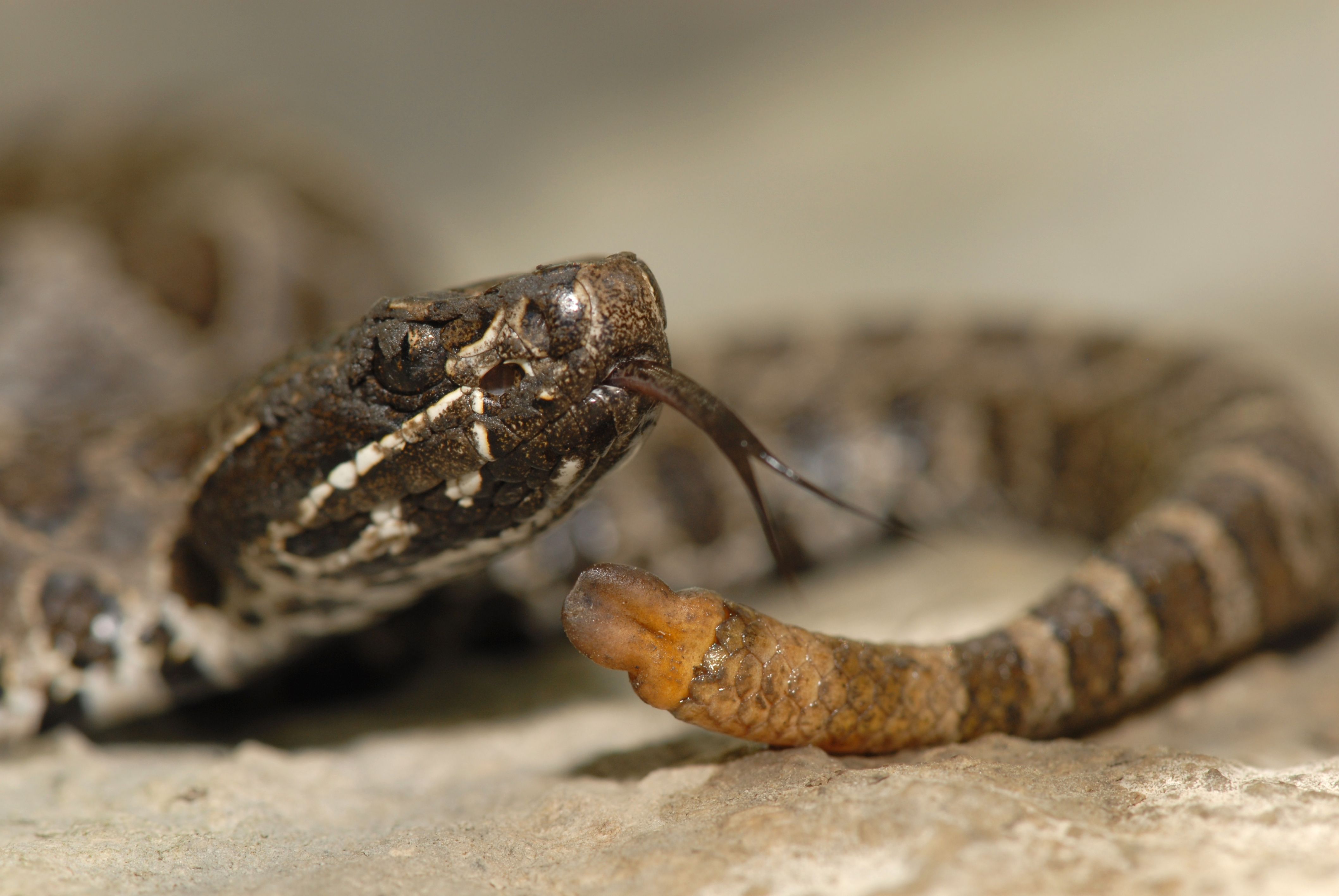 8 Most Venomous Snakes In The US (& Where They're Found)