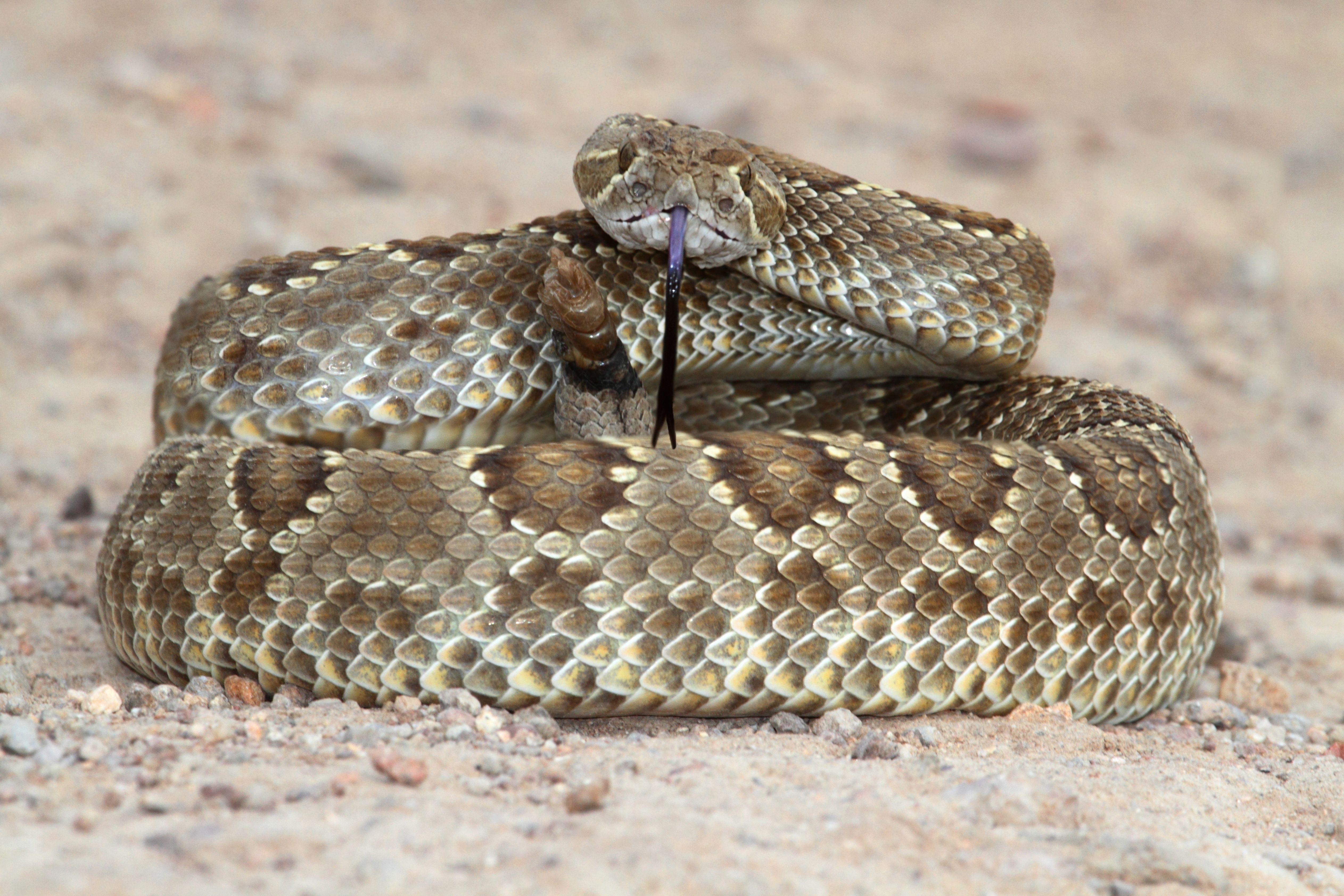 8 Most Venomous Snakes In The US (& Where They're Found)