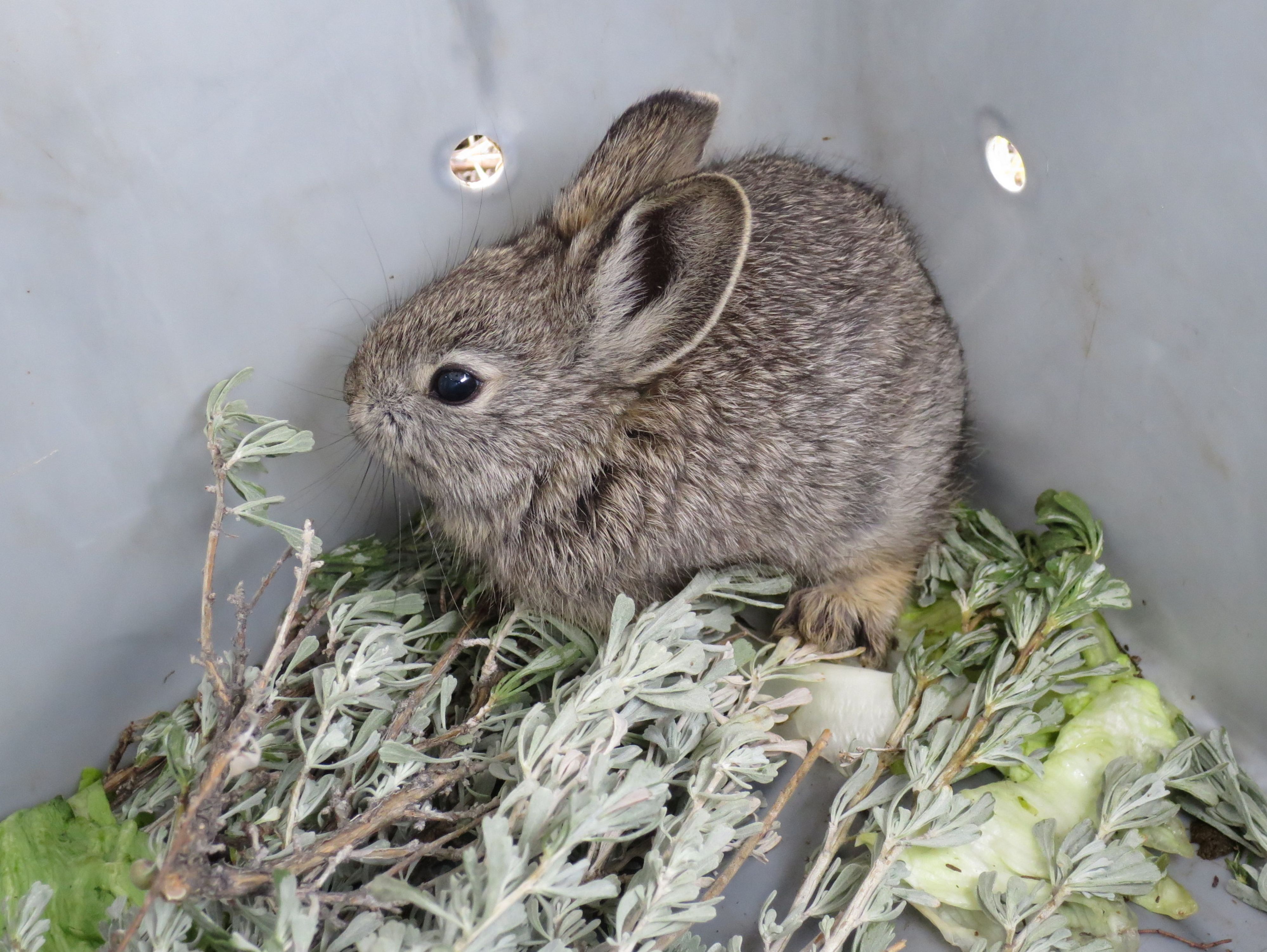 10 Endangered Animals In The U.S. That Are Almost Extinct (& Why)