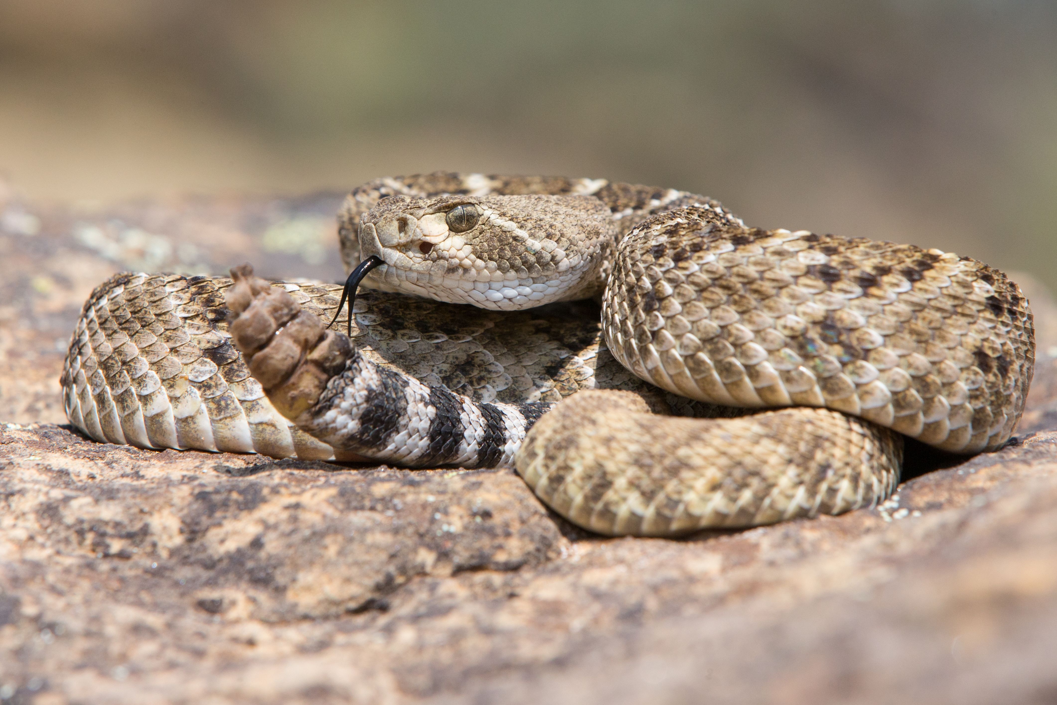 8 Most Venomous Snakes In The US (& Where They're Found)
