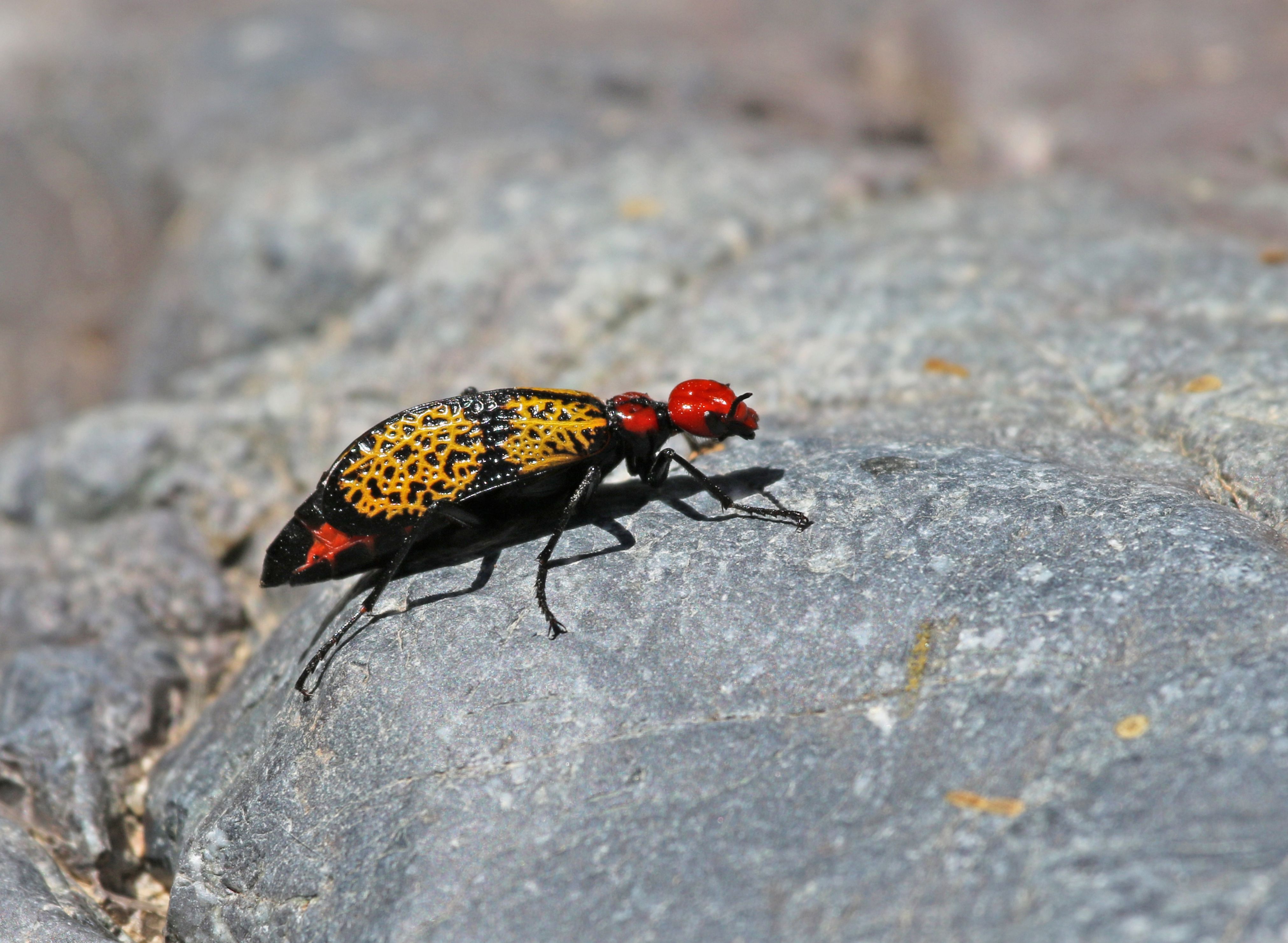 10 Insects In America That Are Dangerous To Humans (& Where They're Found)