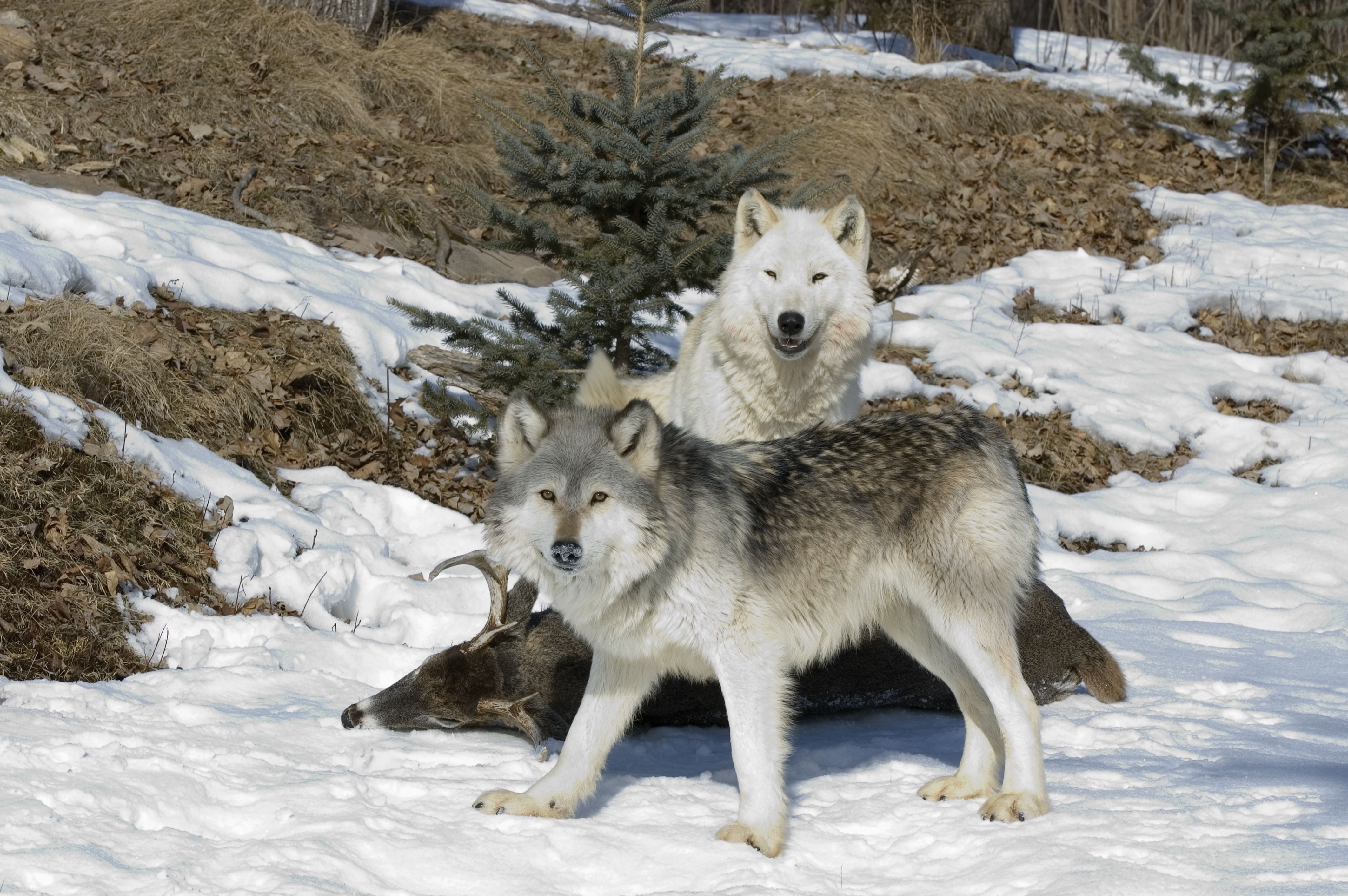 7 Places You Can See Real Wolves In America