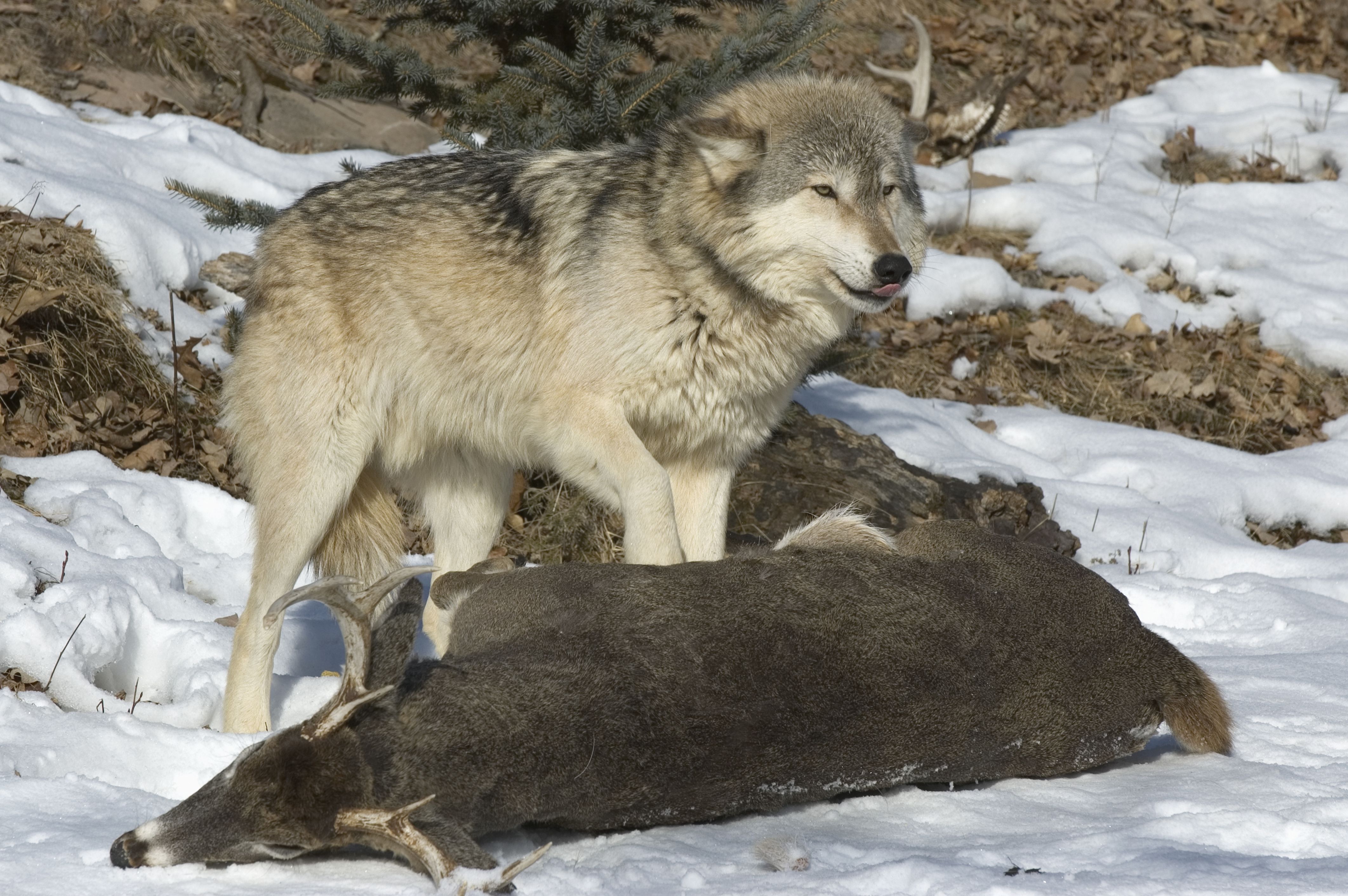 7 Places You Can See Real Wolves In America
