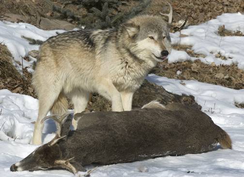 Chestnut Wolves Real 7 Places You Can See Real Wolves In America