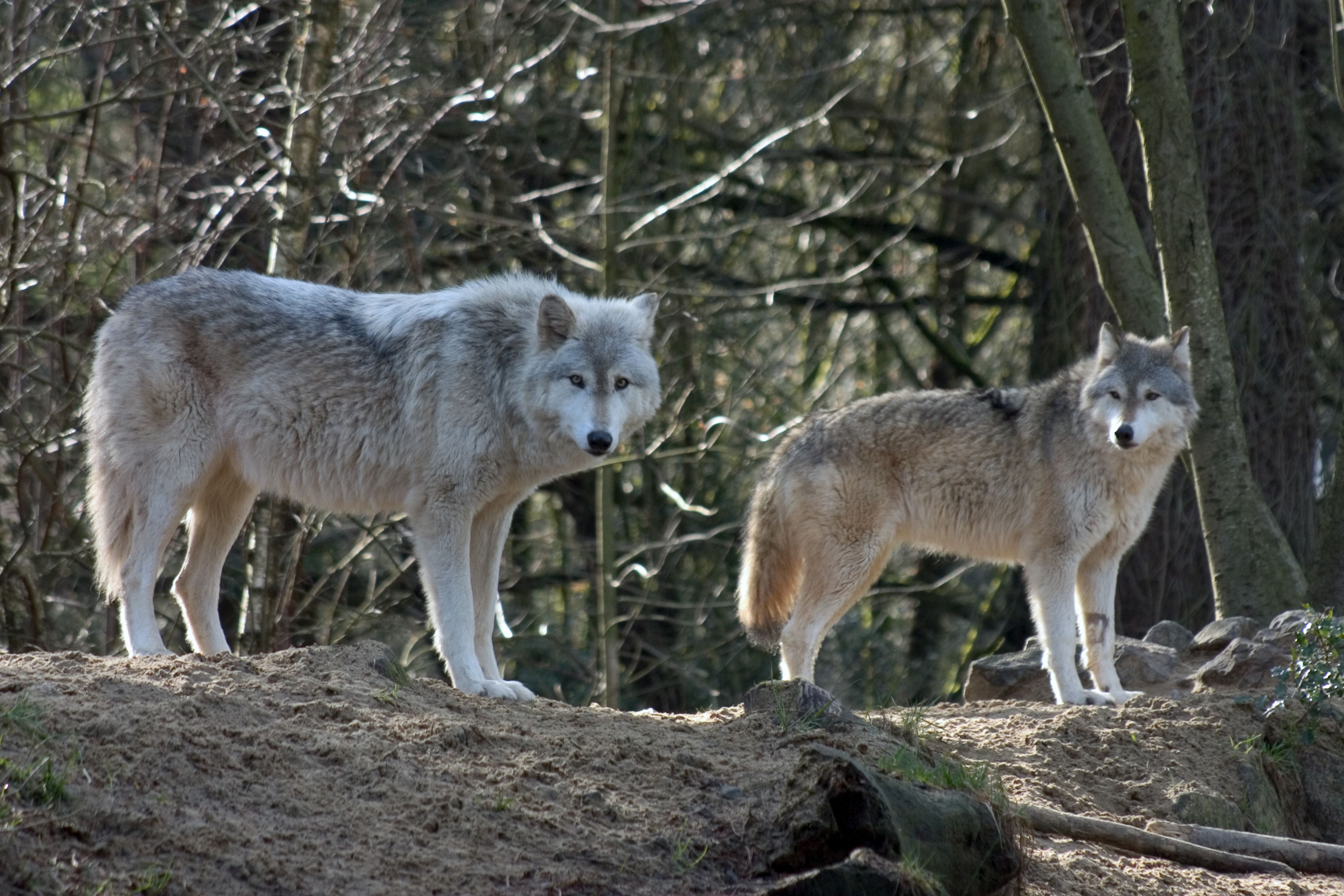 7 Places You Can See Real Wolves In America