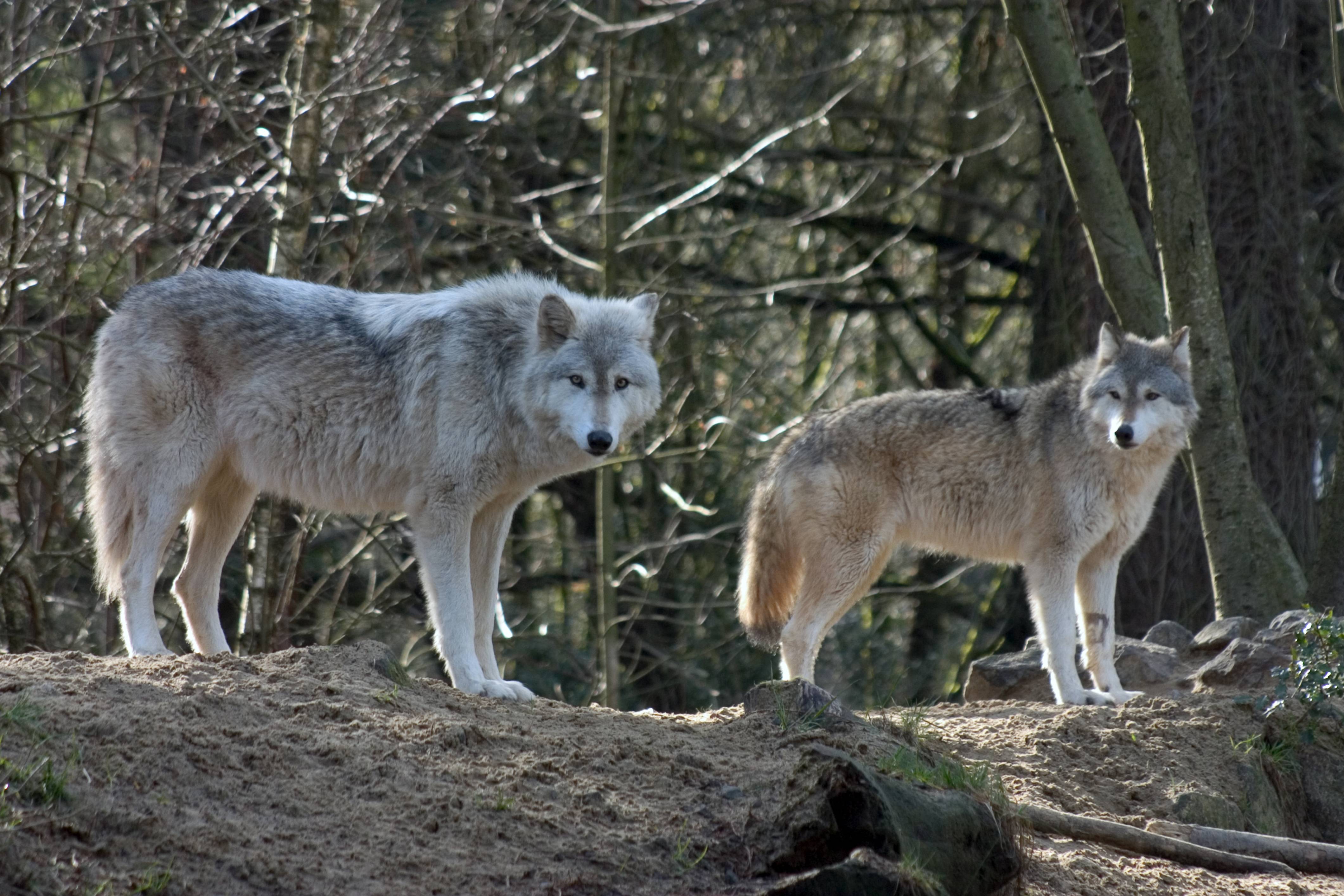 Blue Wolves Real 7 Places You Can See Real Wolves In America