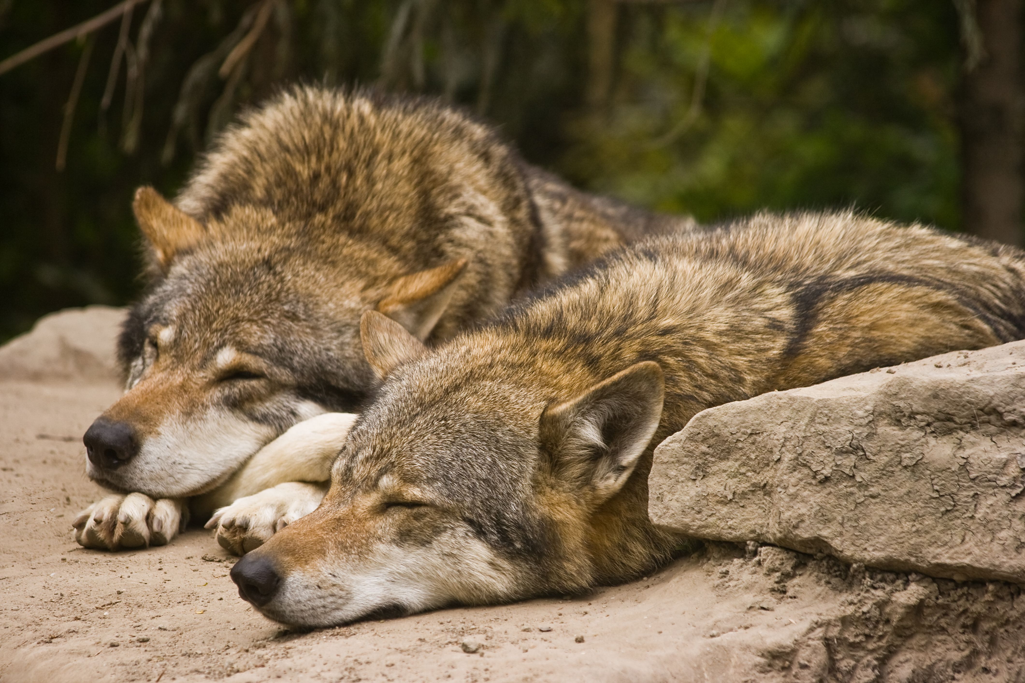 7 Places You Can See Real Wolves In America
