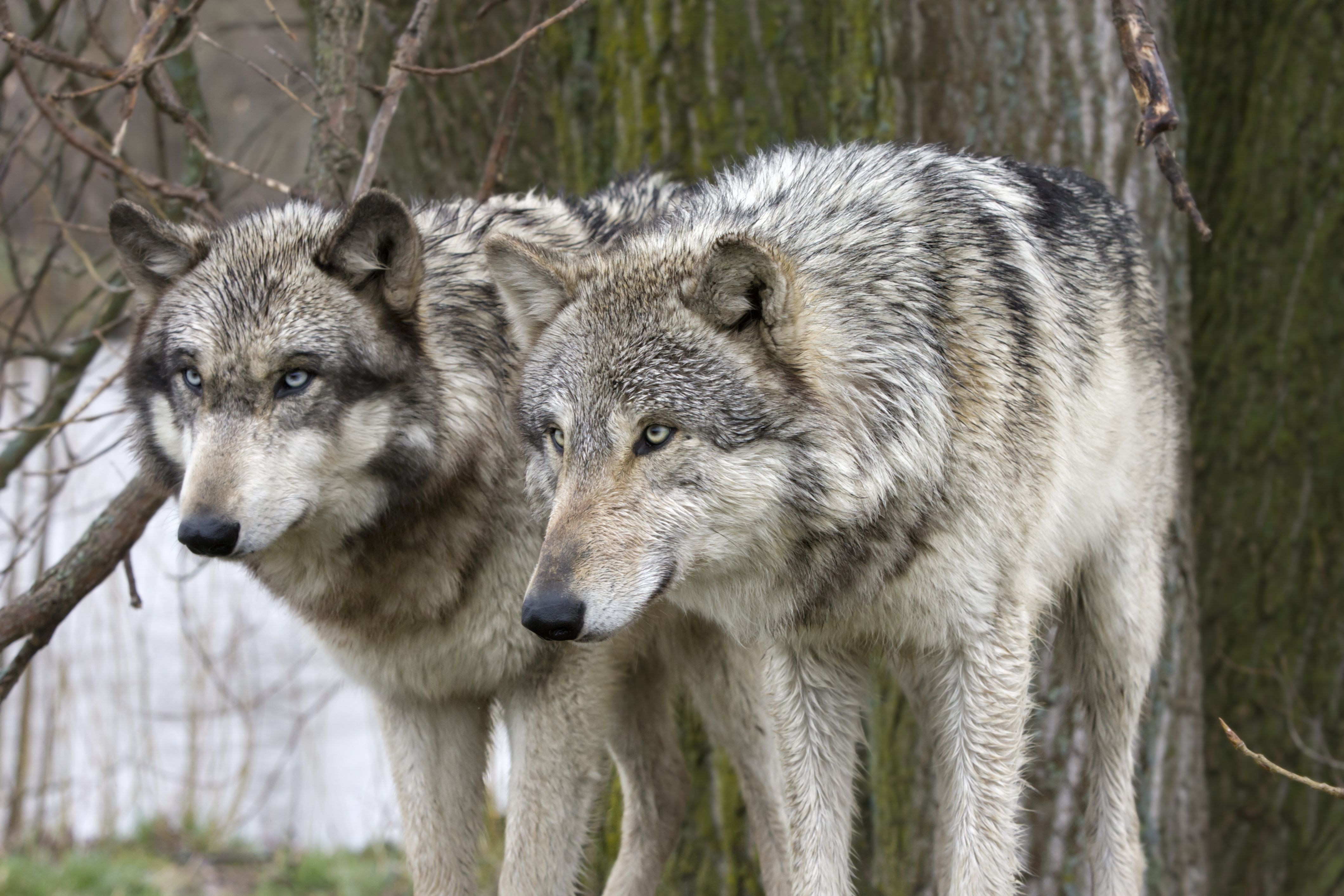 7 Places You Can See Real Wolves In America
