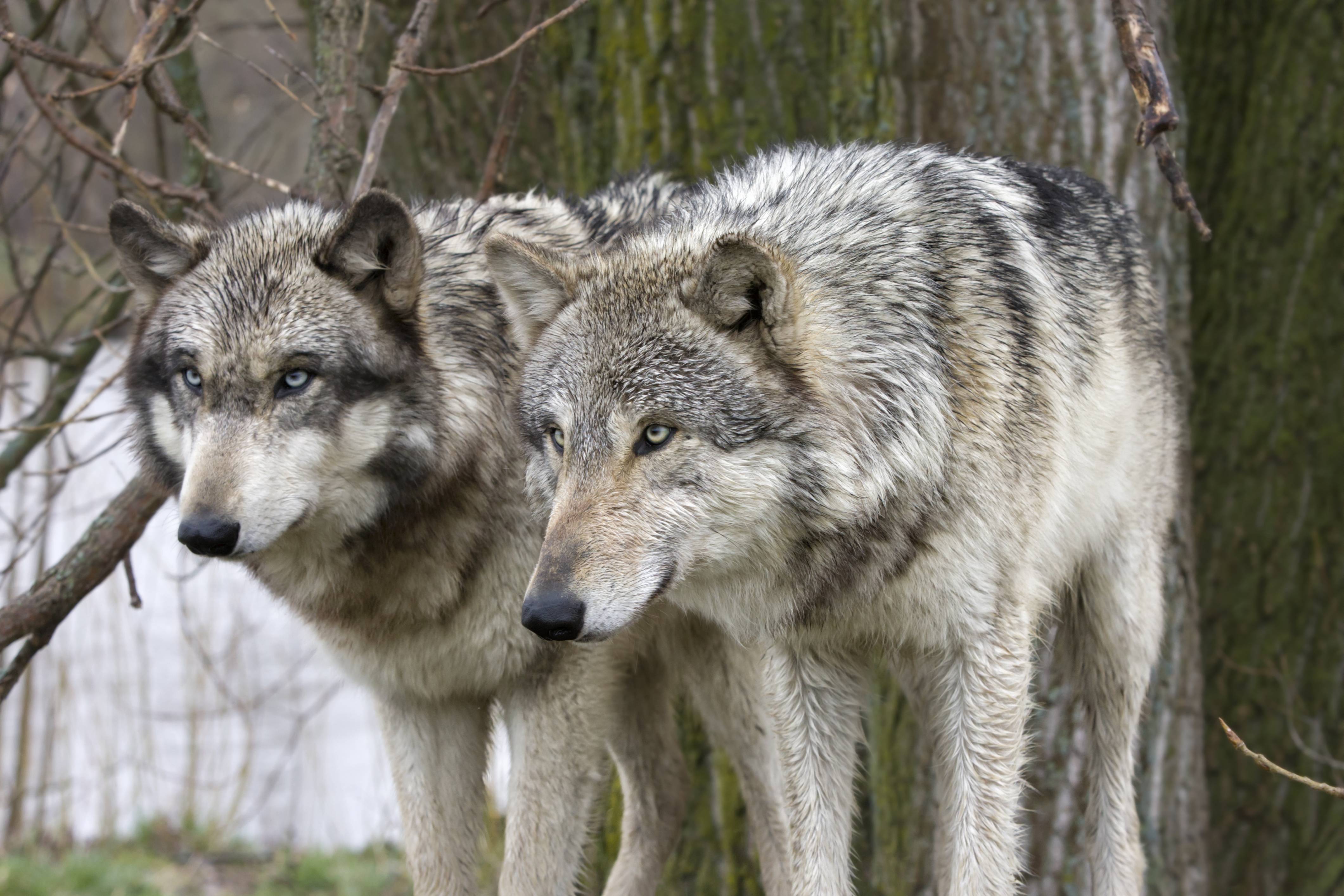 Blue Wolves Real 7 Places You Can See Real Wolves In America