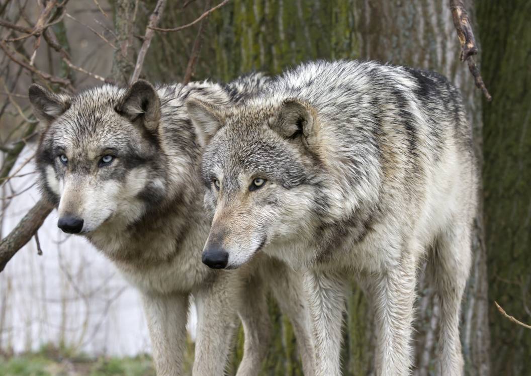 Wolves Roughhousing 7 Places You Can See Real Wolves In America