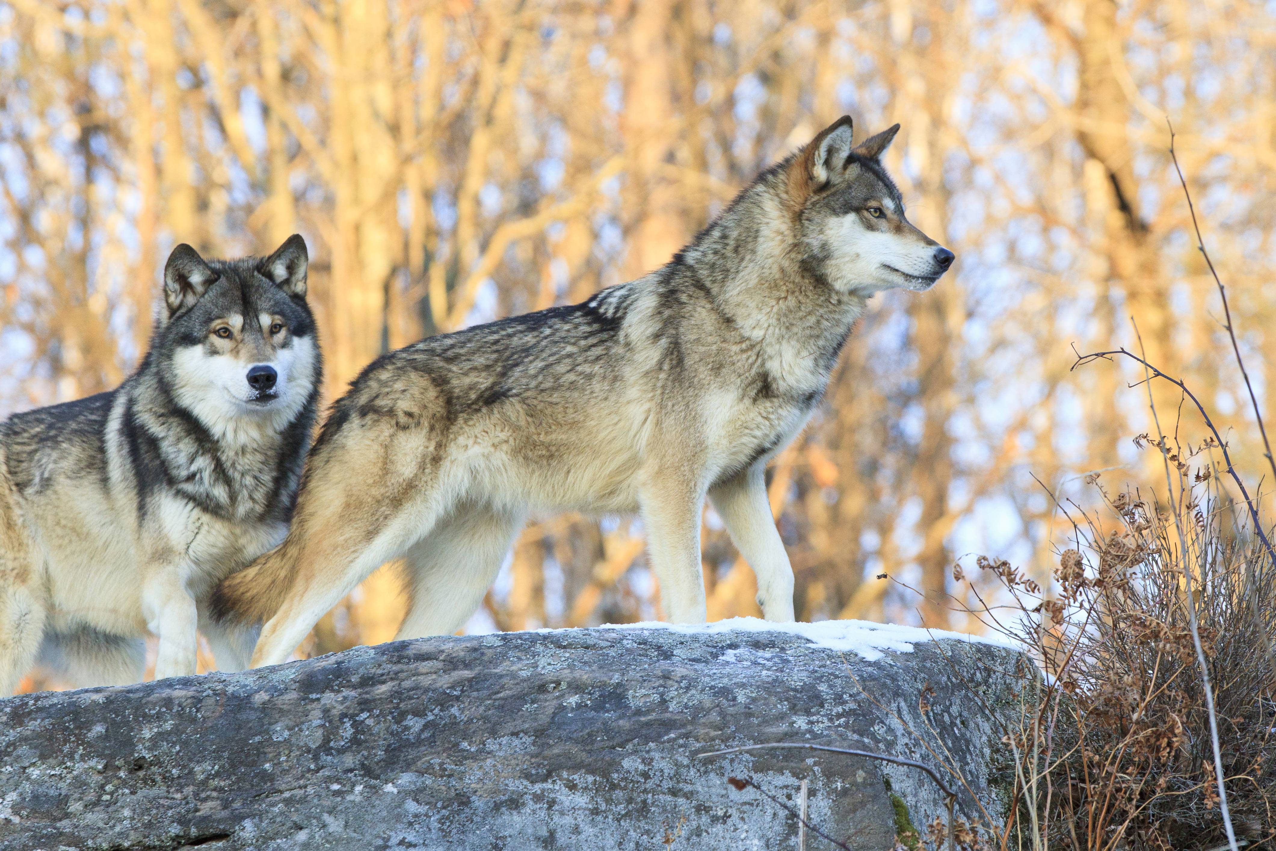 Wolves Roughhousing 7 Places You Can See Real Wolves In America