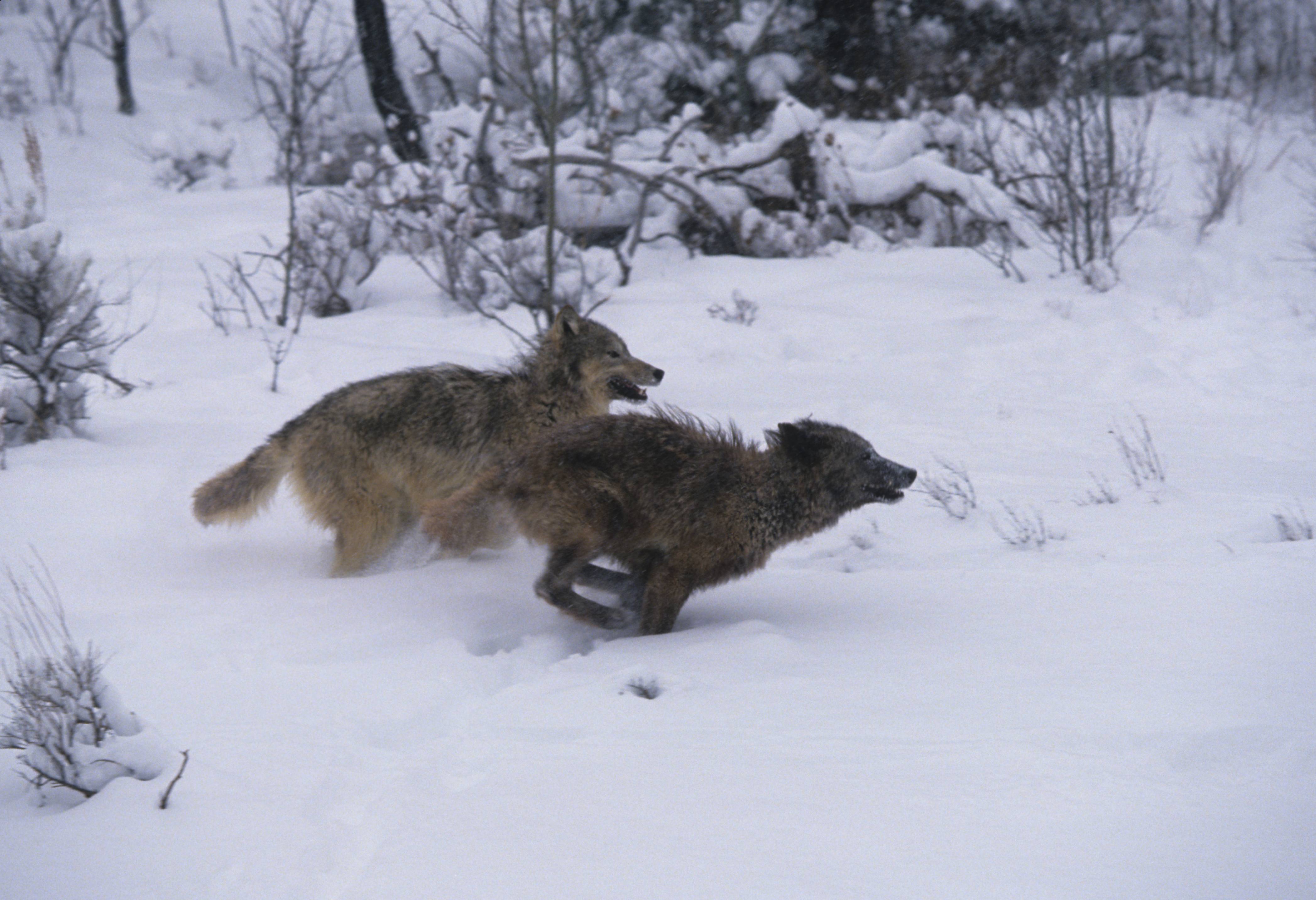 Wolves Roughhousing 7 Places You Can See Real Wolves In America