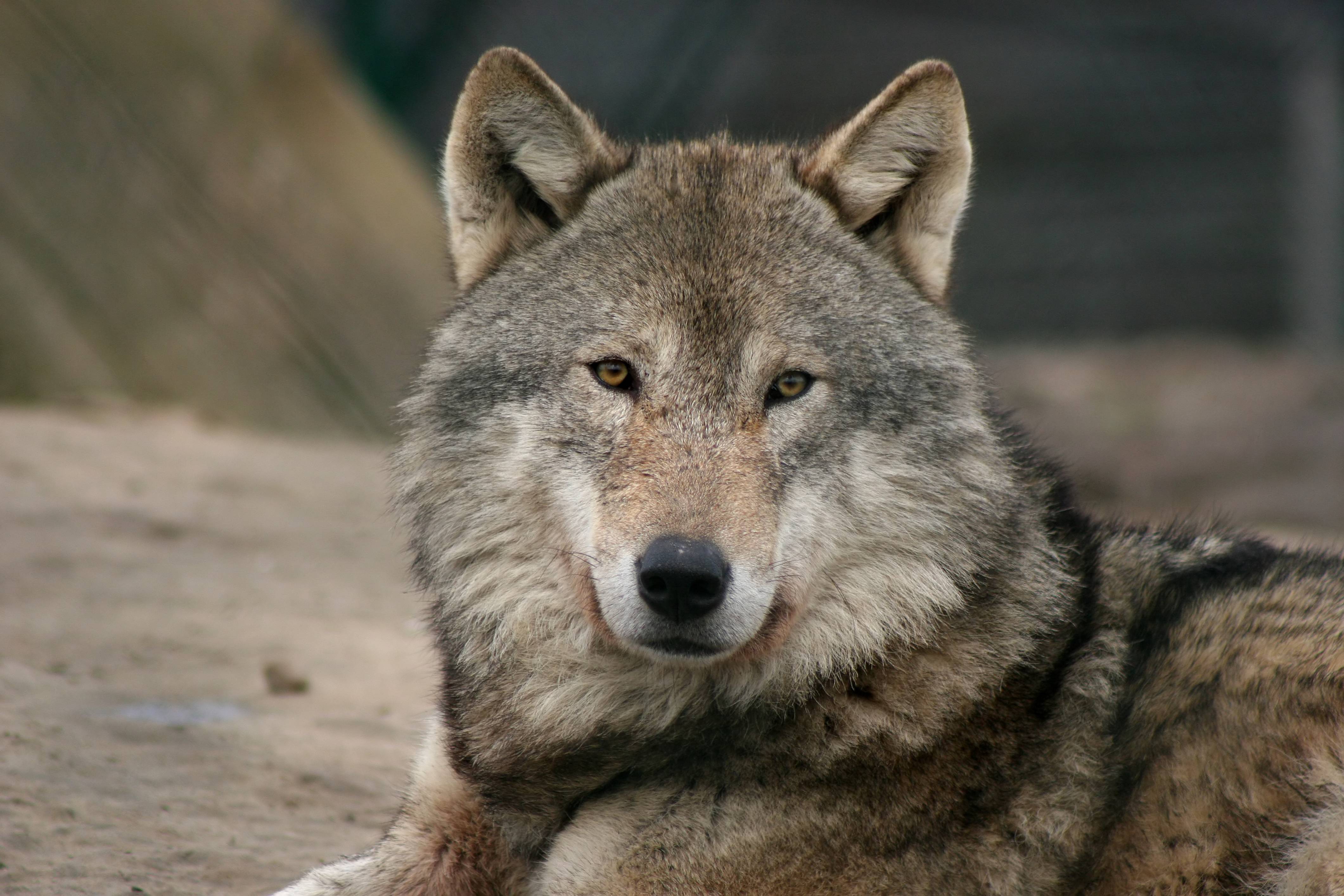 Wolves Real Photos 7 Places You Can See Real Wolves In America