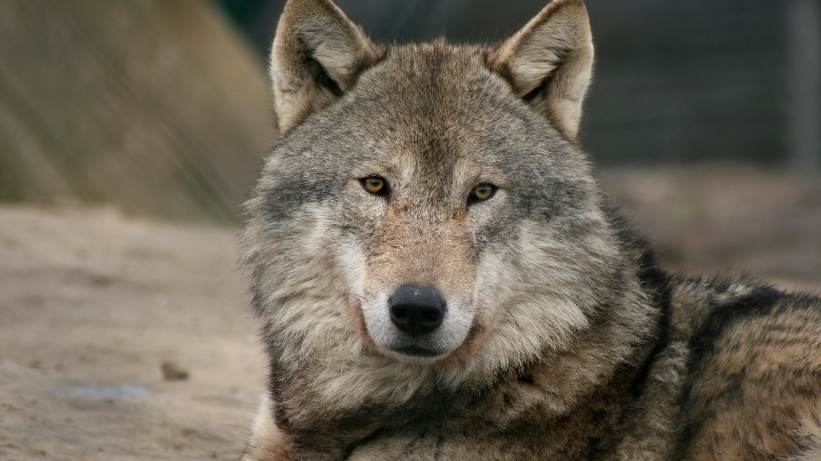 7 Places You Can See Real Wolves In America