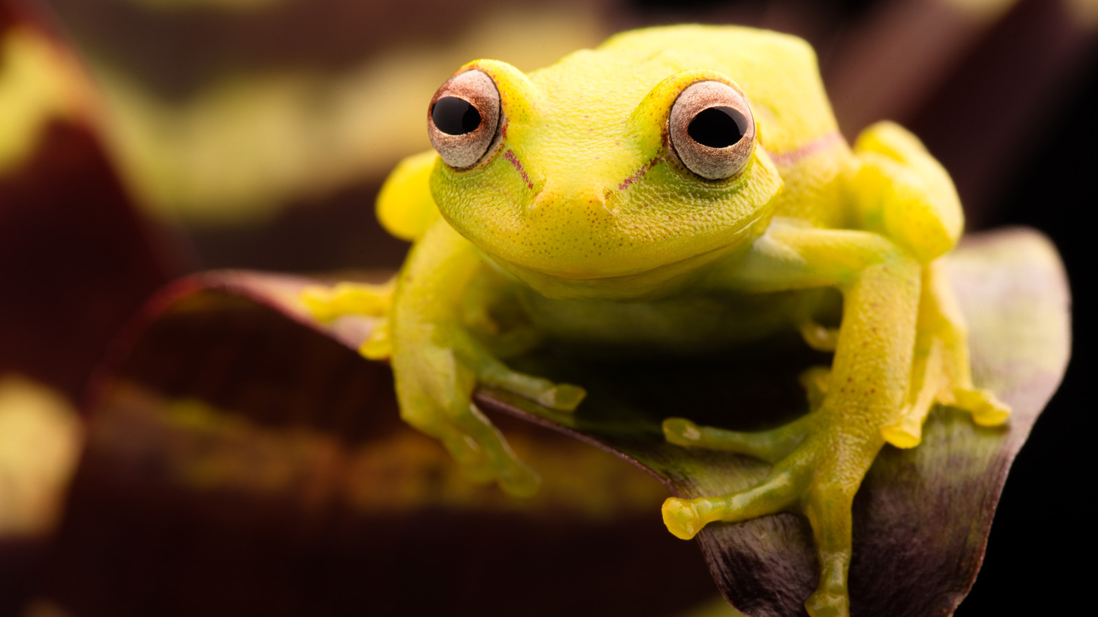 8 Weirdest New Animal Species Discovered In The Last 10 Years