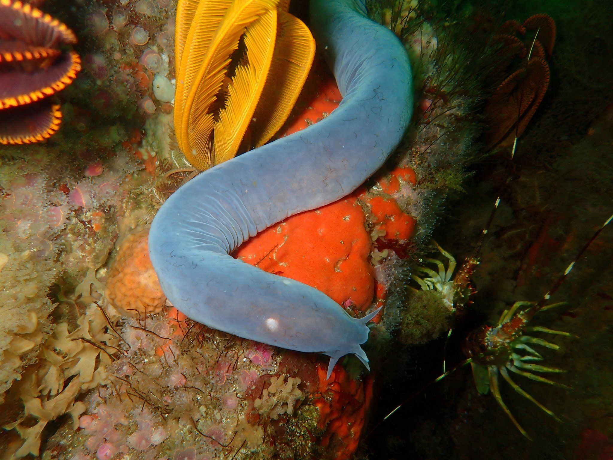 7 Strangest Animals Ever Discovered
