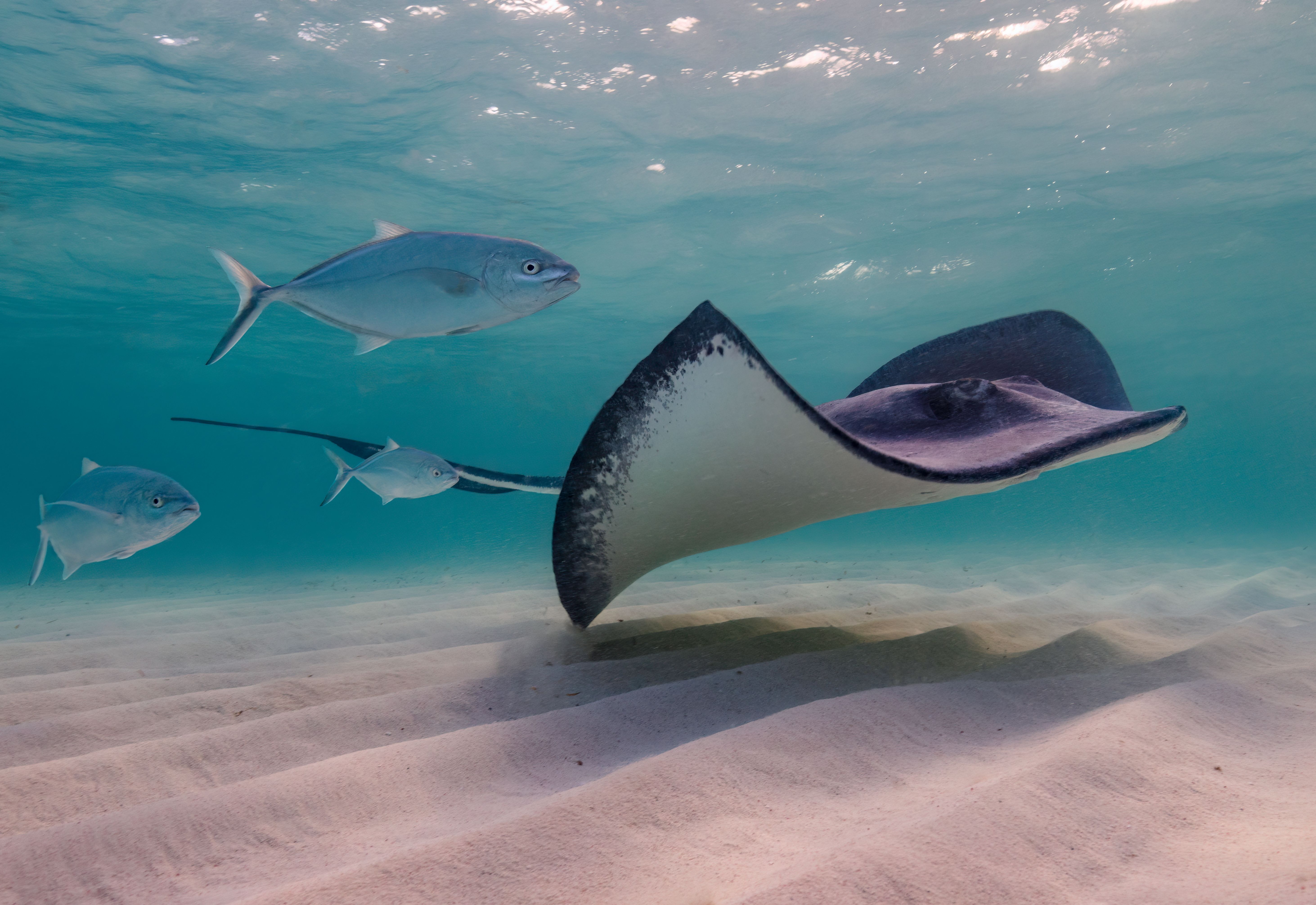 Not Just Sharks: 10 Most Dangerous Creatures Found Off America's Beaches