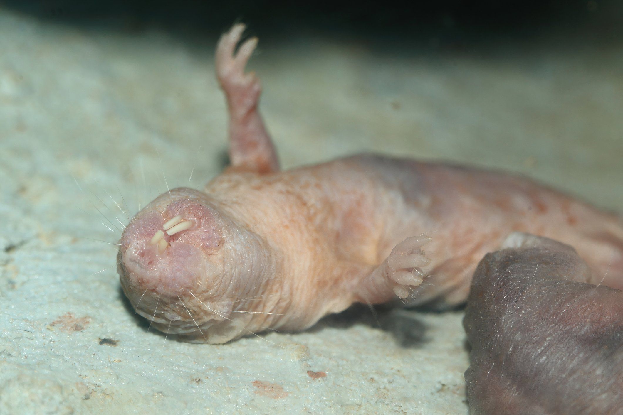 10 Creatures That Look Like Actual Aliens (& Where They're Found)