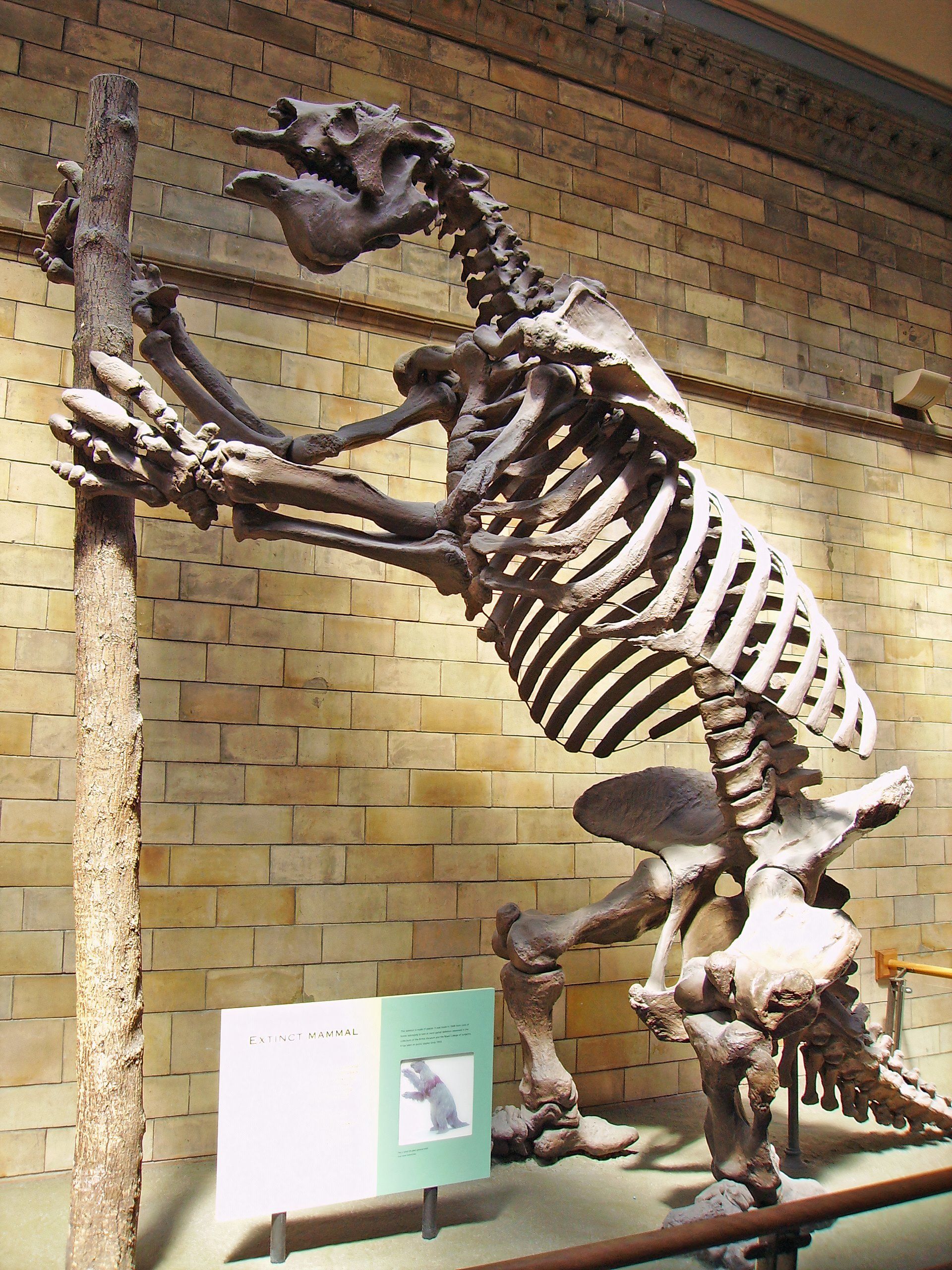 8 Extinct Creatures That Might Actually Still Exist