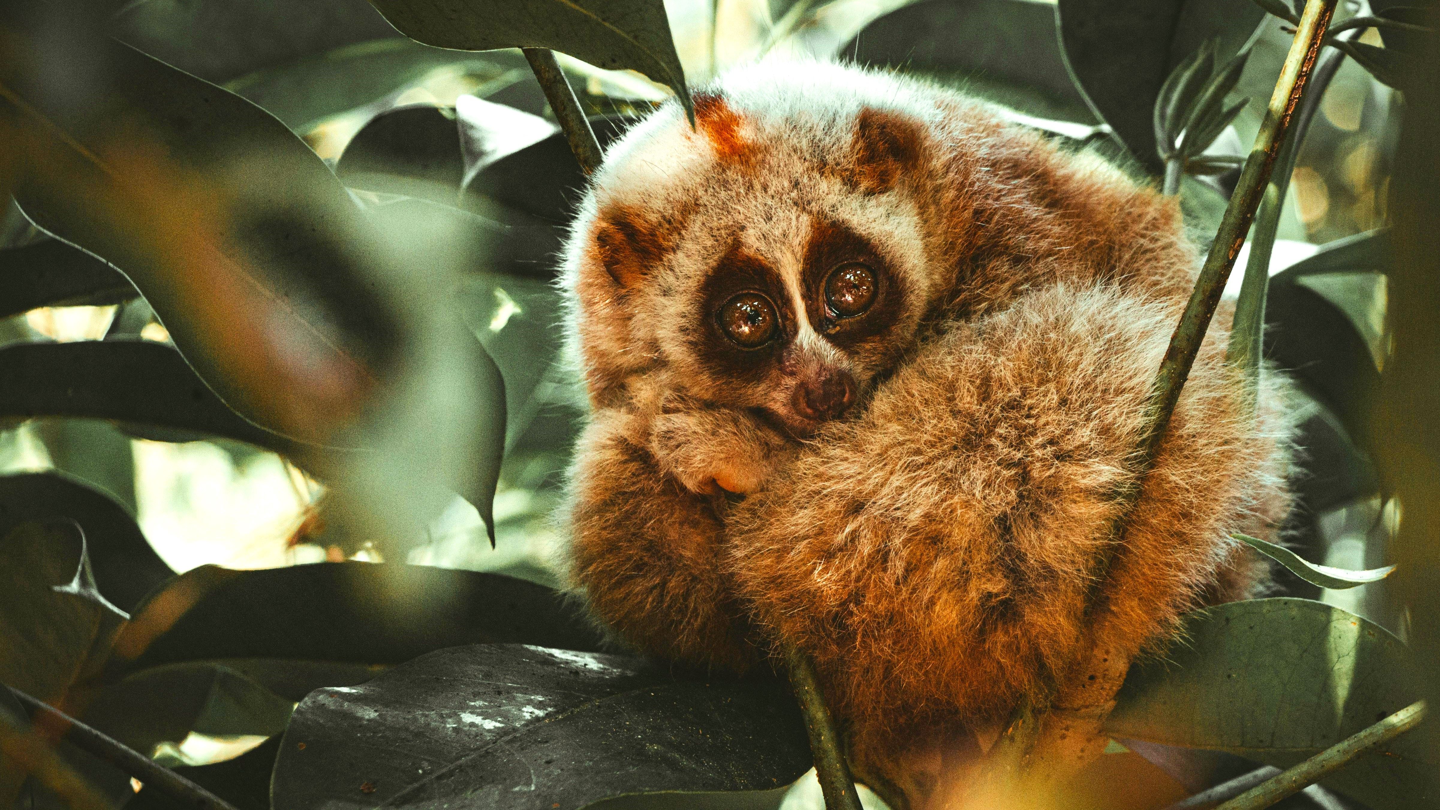 These 10 Creatures Look Cute, But They're Dangerous