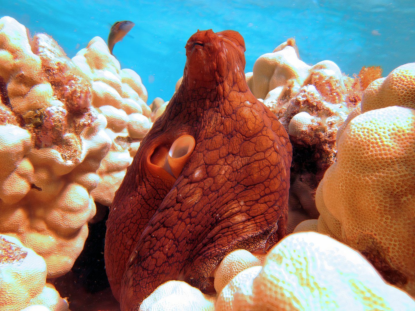 An octopus peeks out of coral reef in Papahānaumokuākea Marine National Monument.