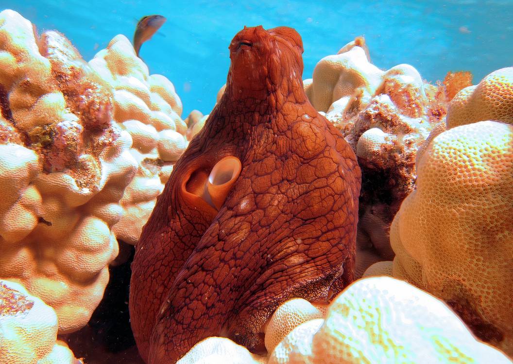 An octopus peeks out of coral reef in Papahānaumokuākea Marine National Monument.