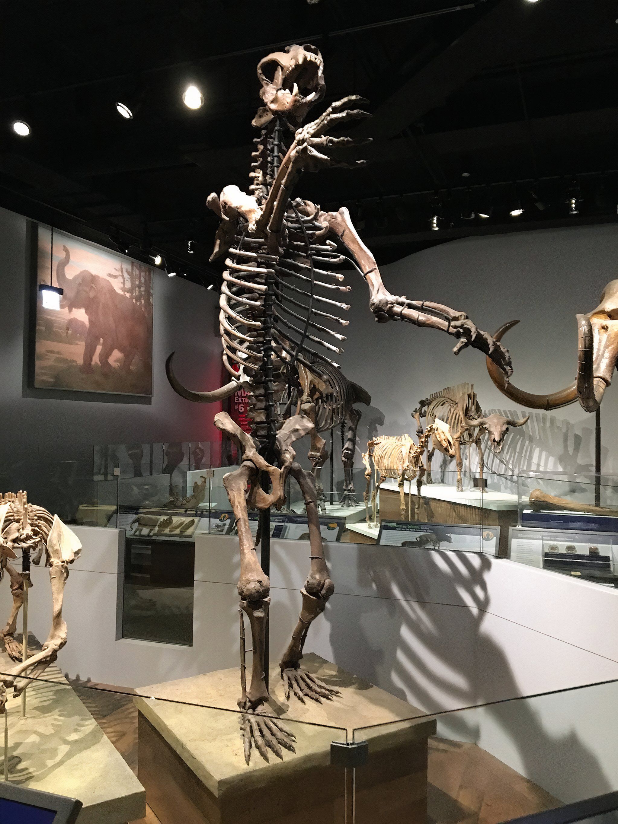 The World's Biggest Bear Ever Recorded Outweighed A Truck
