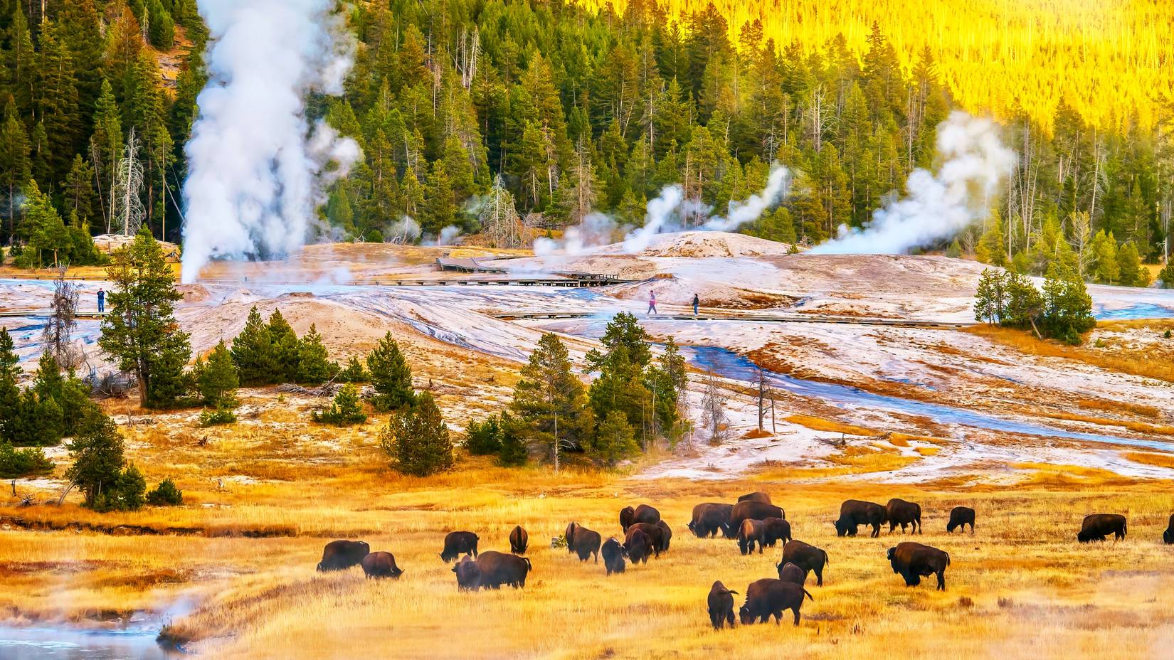 Bison crossing a grassy plane with steamy geysers and wooded mountains in the distance