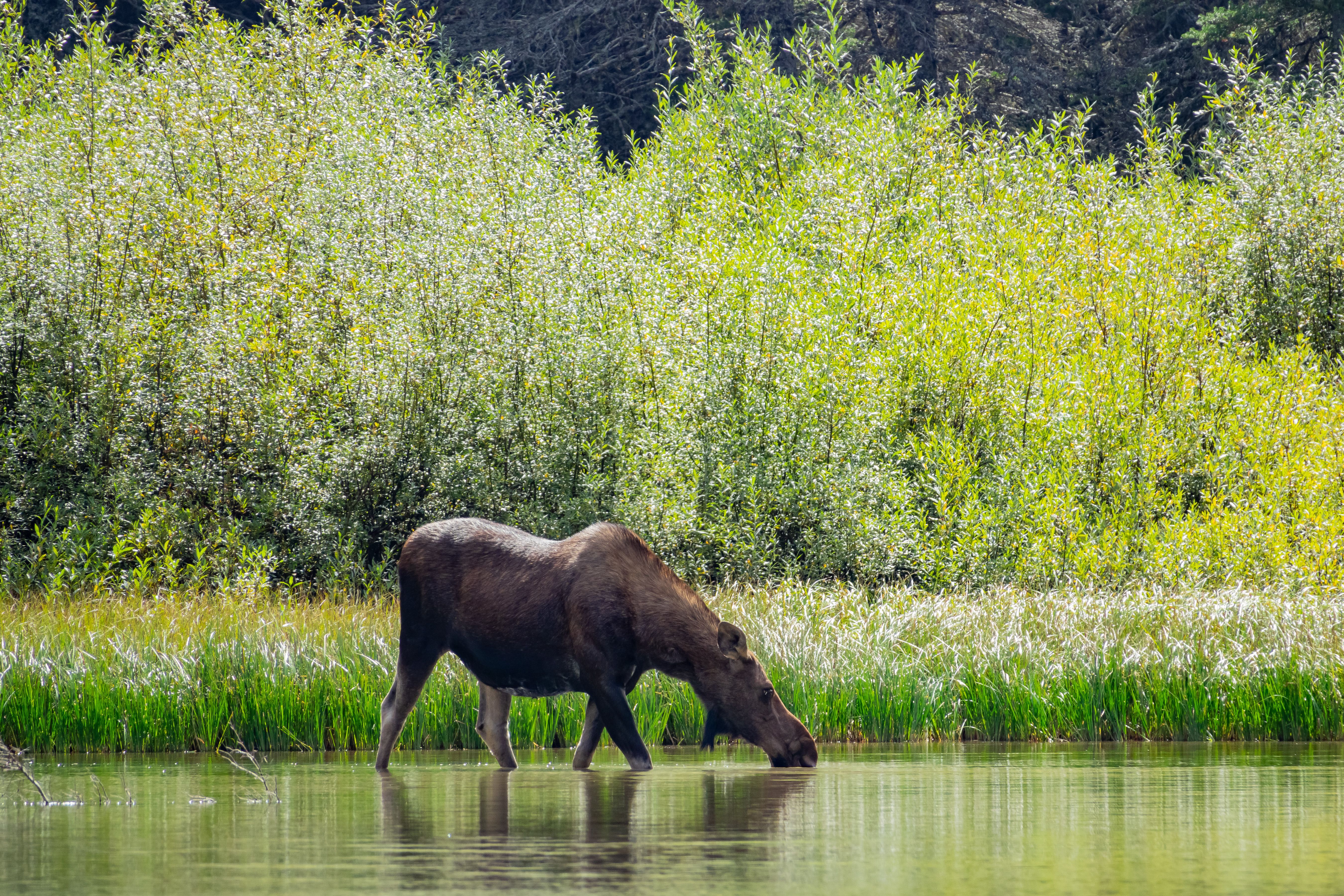 10 Most Dangerous Wild Animals In America's National Parks