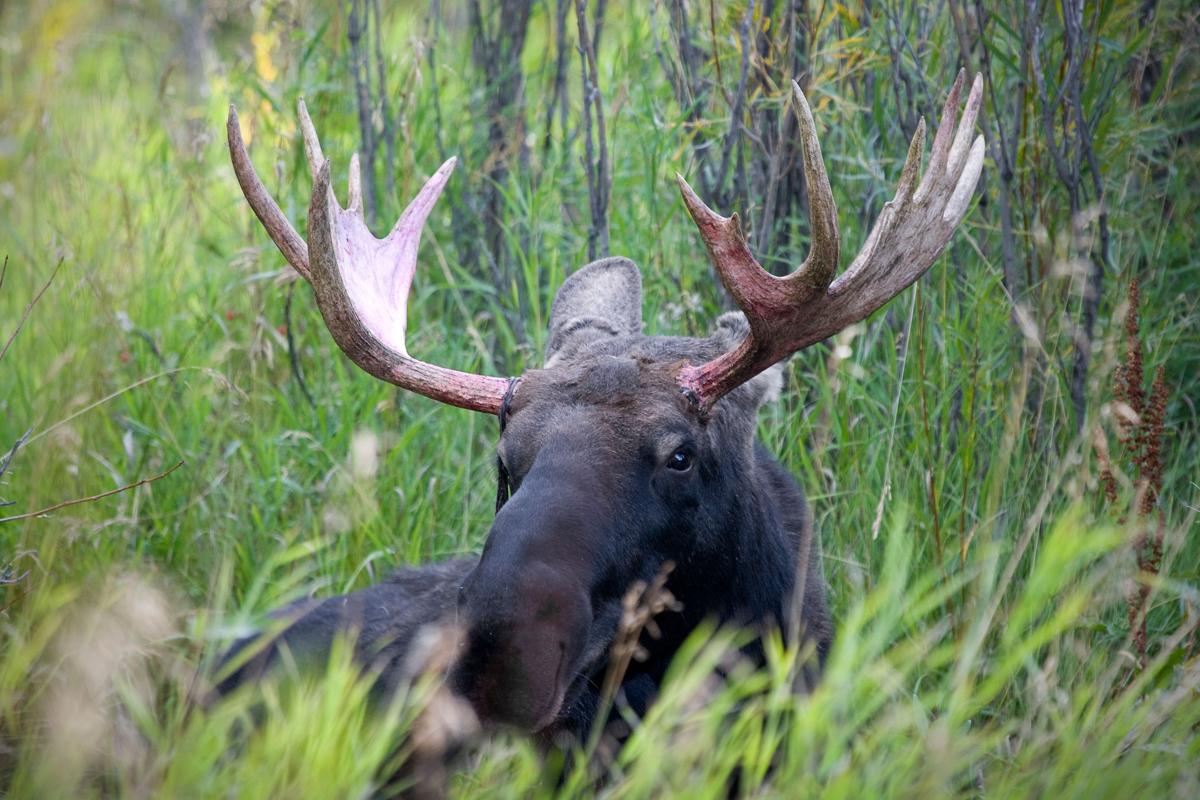 Majestic Moose Handles Snowstorm At Grand Teton National Park With Pure ...