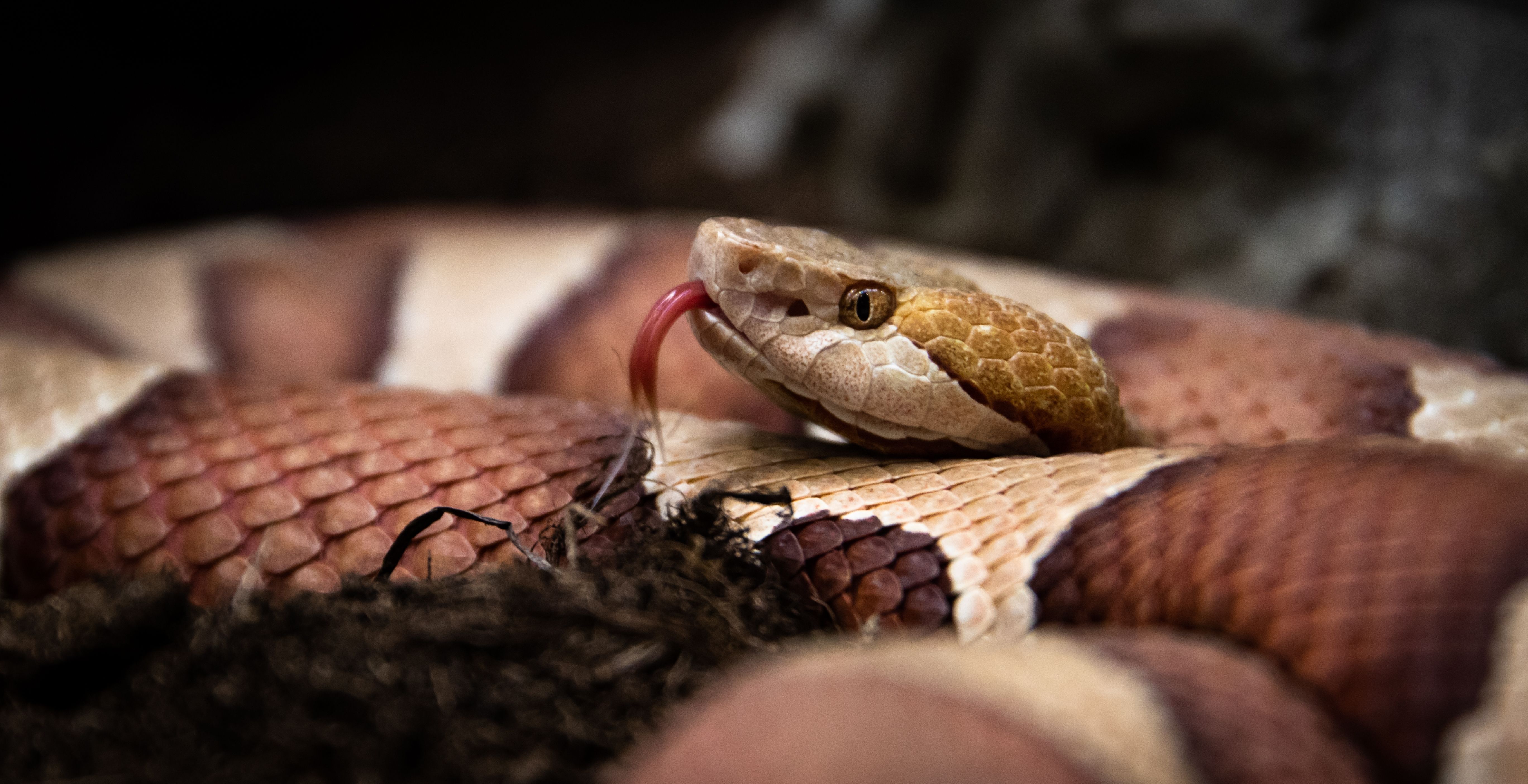8 Most Venomous Snakes In The US (& Where They're Found)