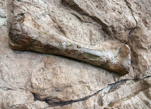Bones And Rocks A Geologist's Most Useful Tool Is Something You'd Never Expect, And You ...