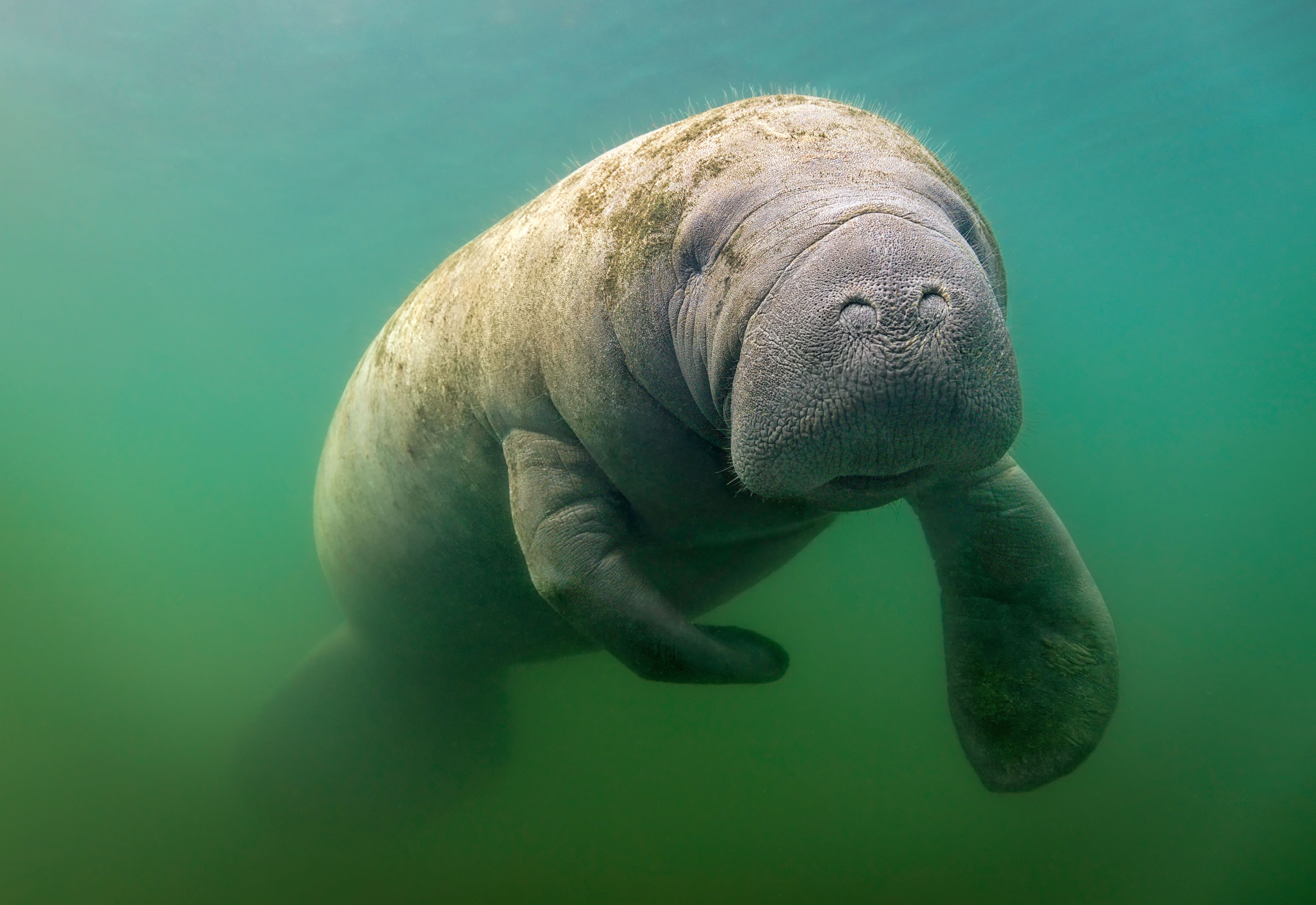 10 Mythical Creatures That Actually Turned Out To Be Real