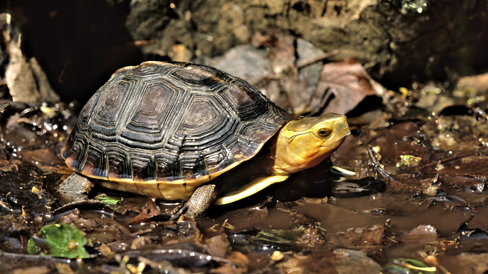 Yellow Shell Box Turtle Neglected Box Turtle, Rockalina, Rescued And Doing Better