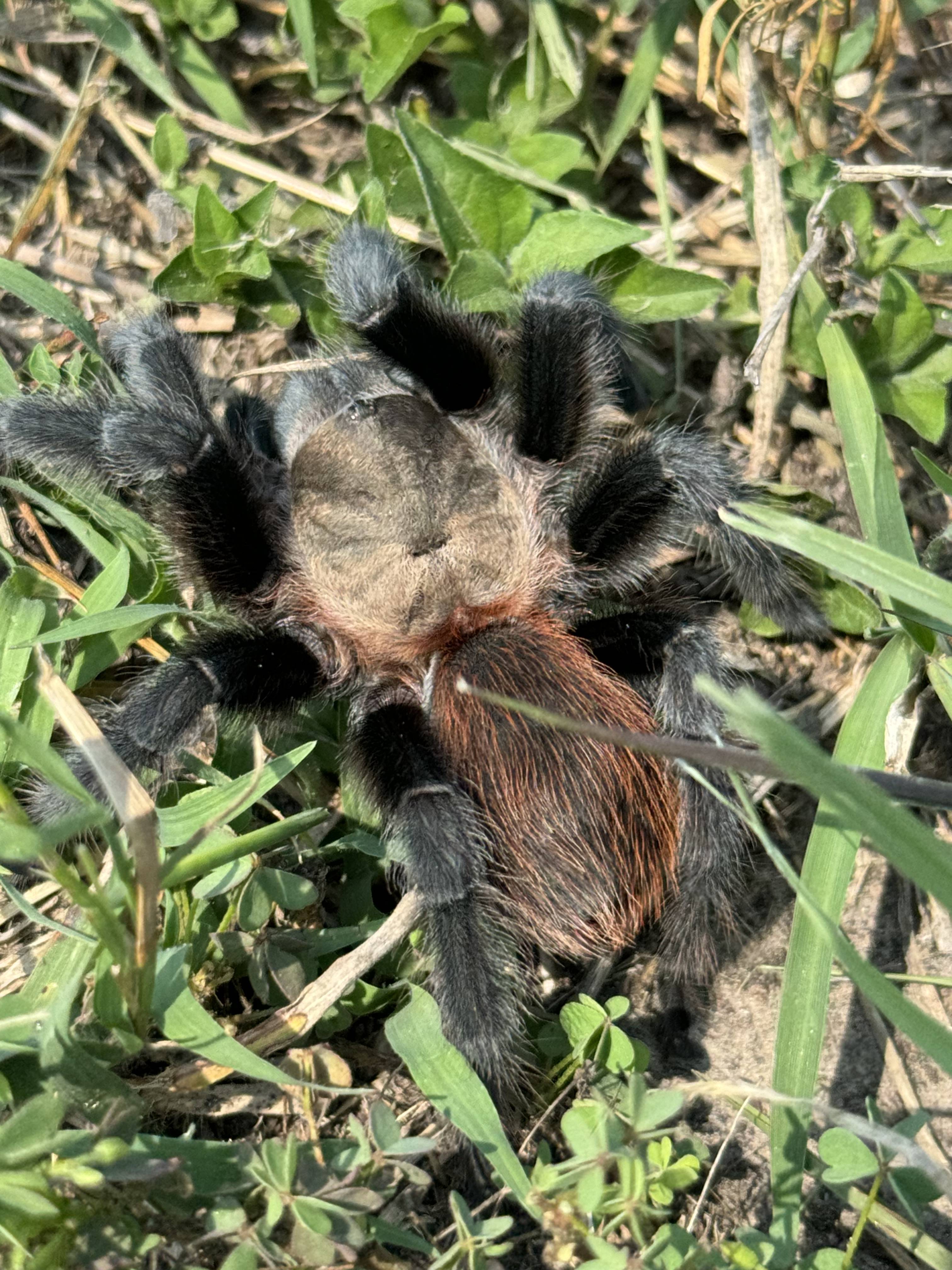 Texas Tan 8 Largest Spiders In America (& Where They're Found)
