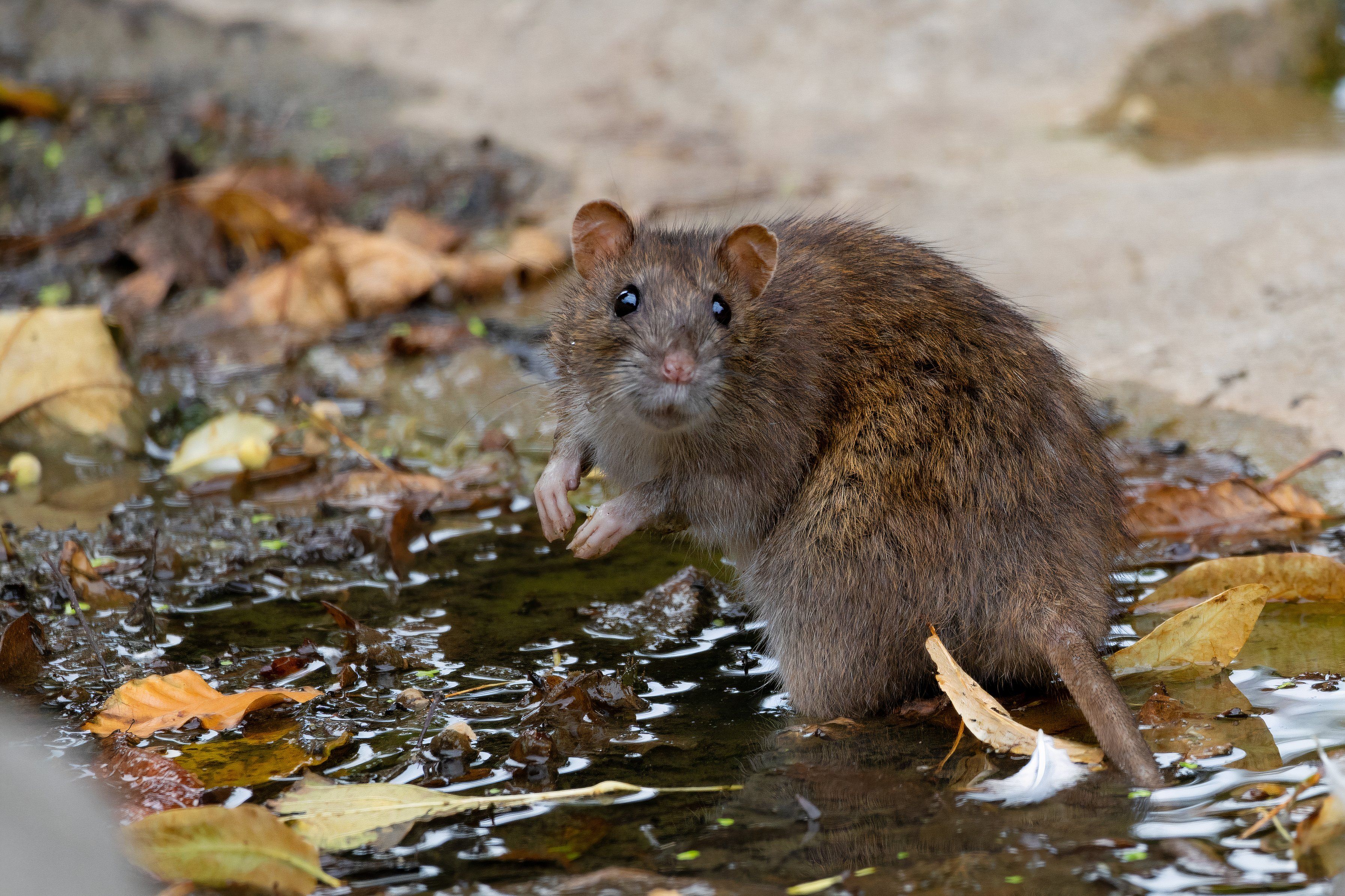 Where To Find The 12 Zodiac Animals In Real Life
