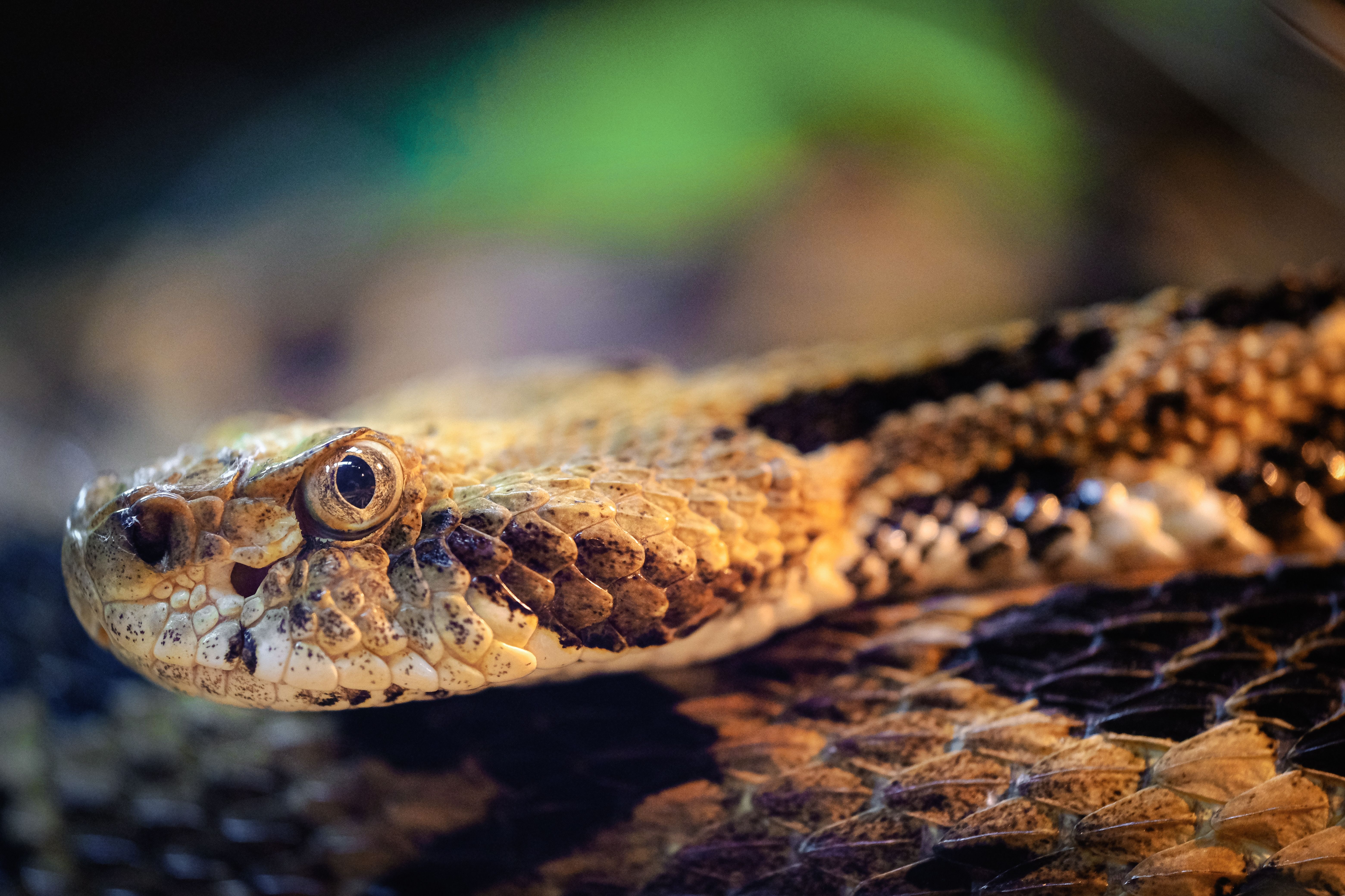 10 Most Dangerous Snakes In America & Where They're Found