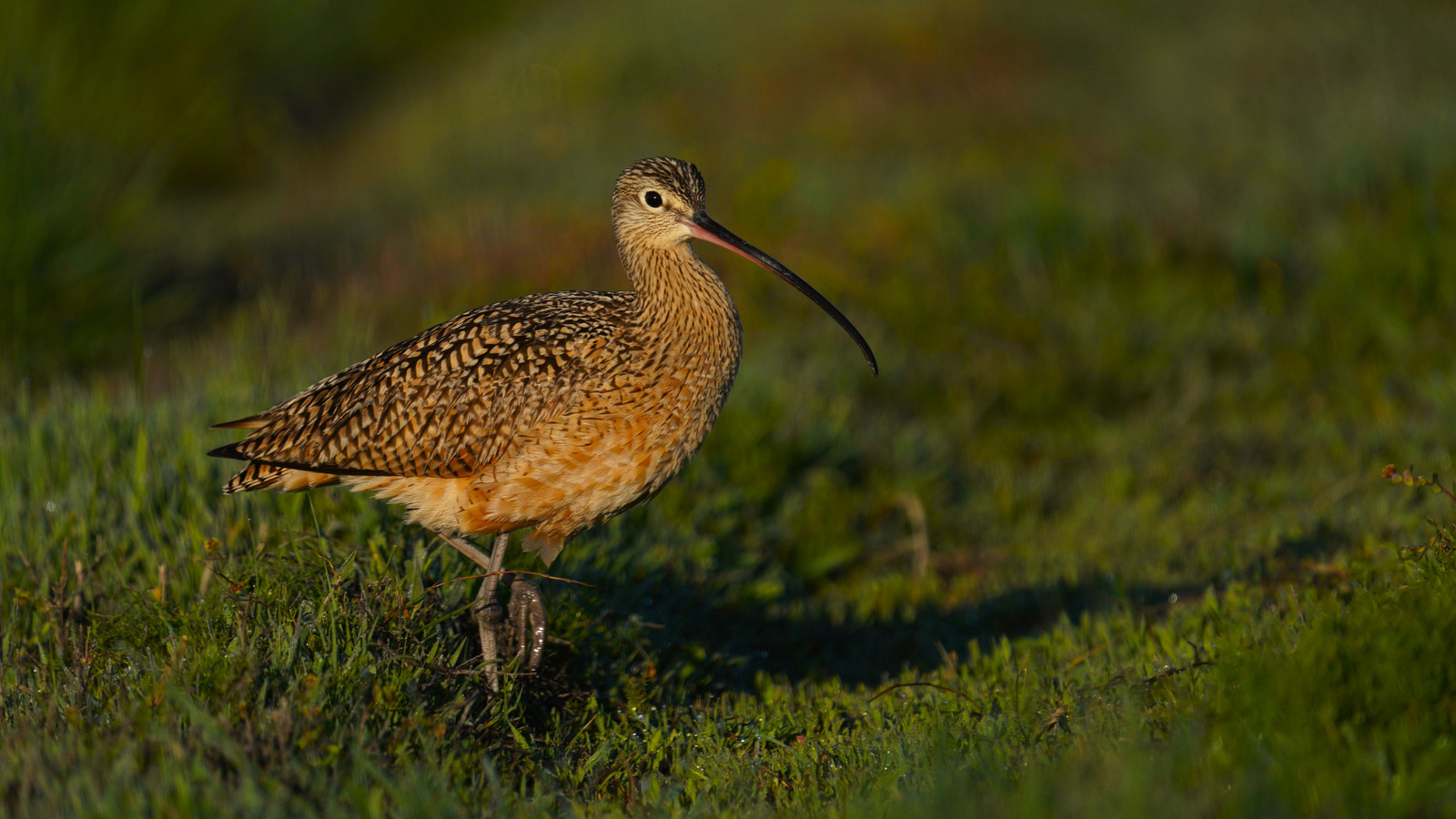 This Animal Is Now Presumed Extinct After 30 Years Of No Sightings