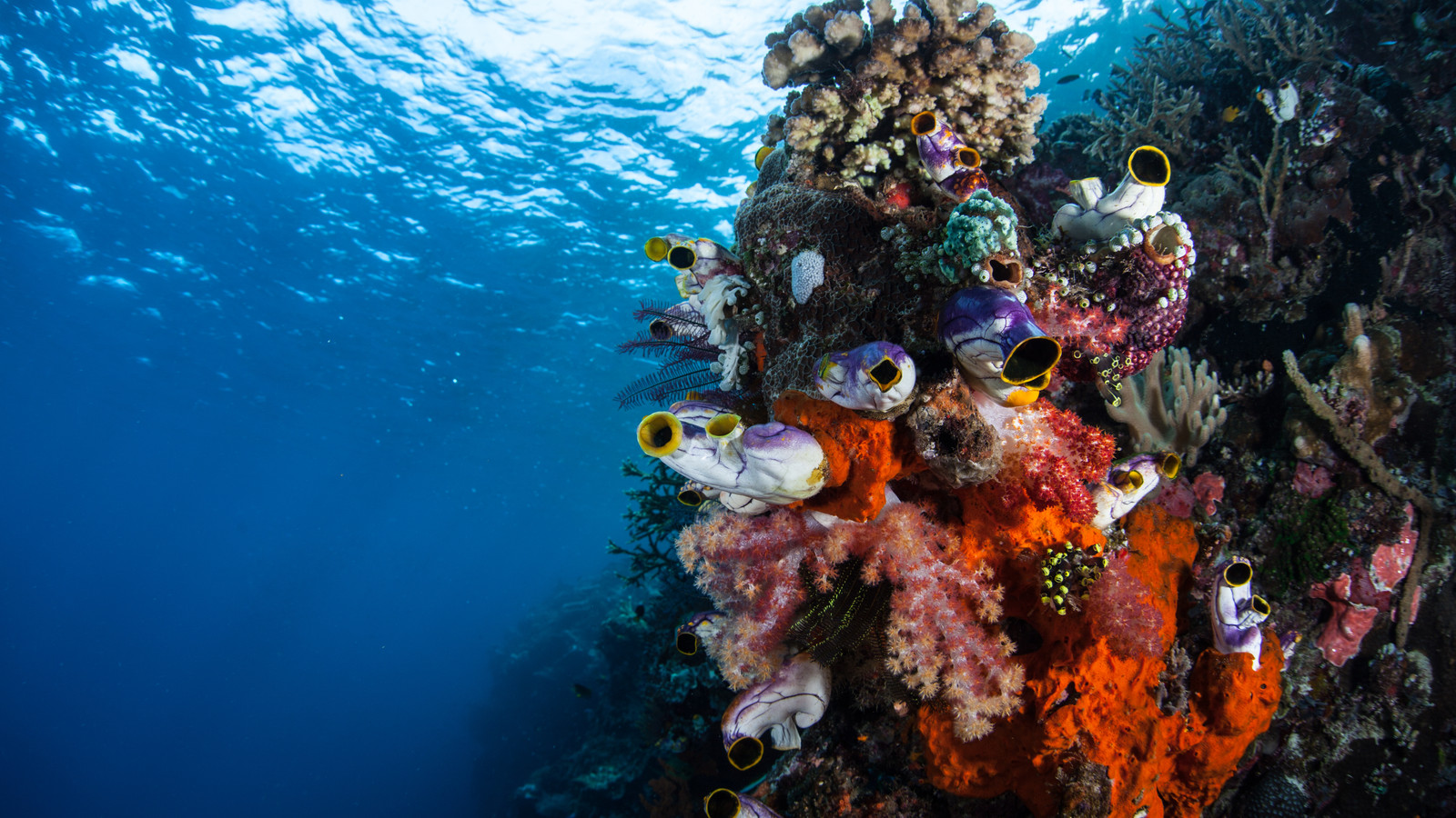 A Perfect Underwater World: Inside The 