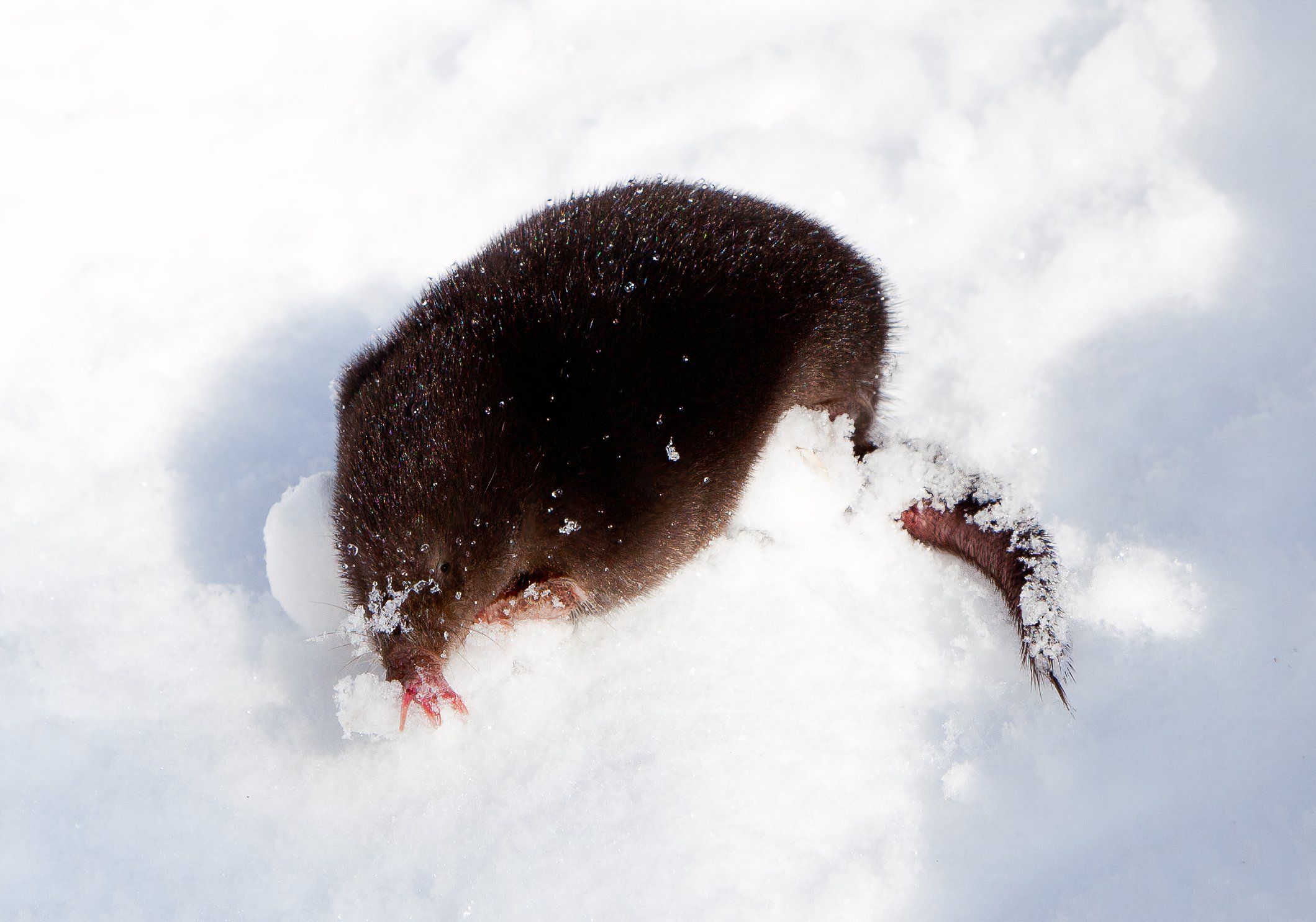 7 Strangest Animals Ever Discovered