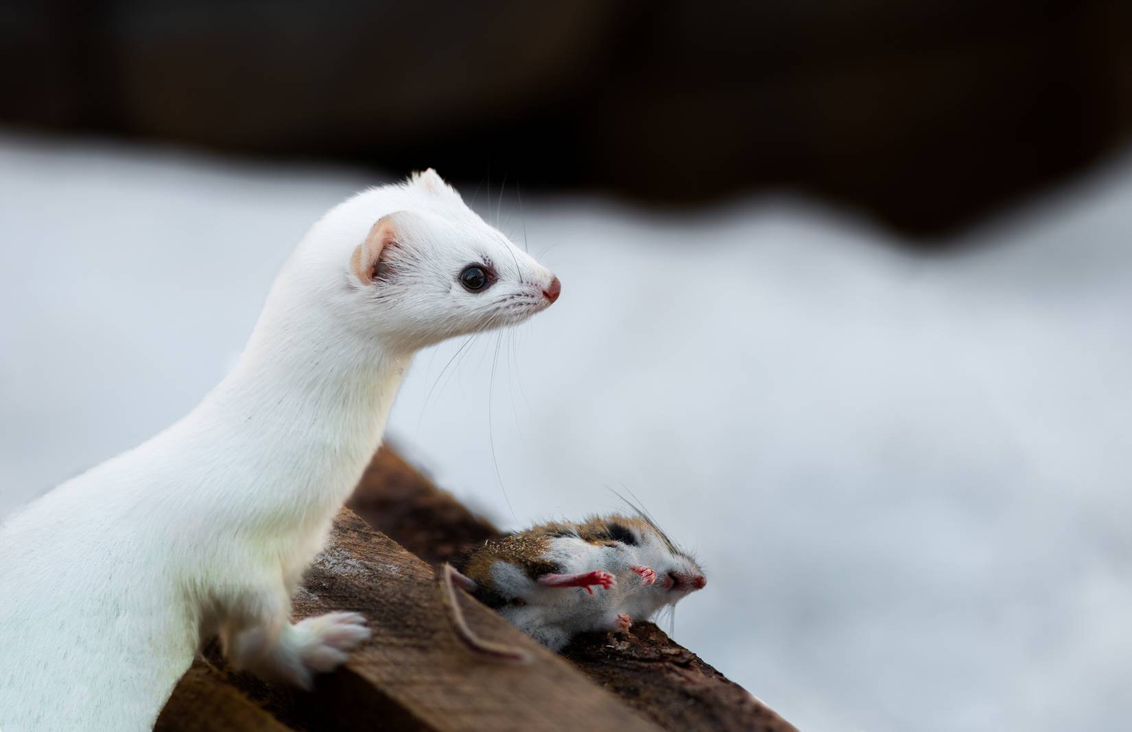 Two Dogs Sent to Orkney Islands in Scotland to Remove Stoats and Help ...