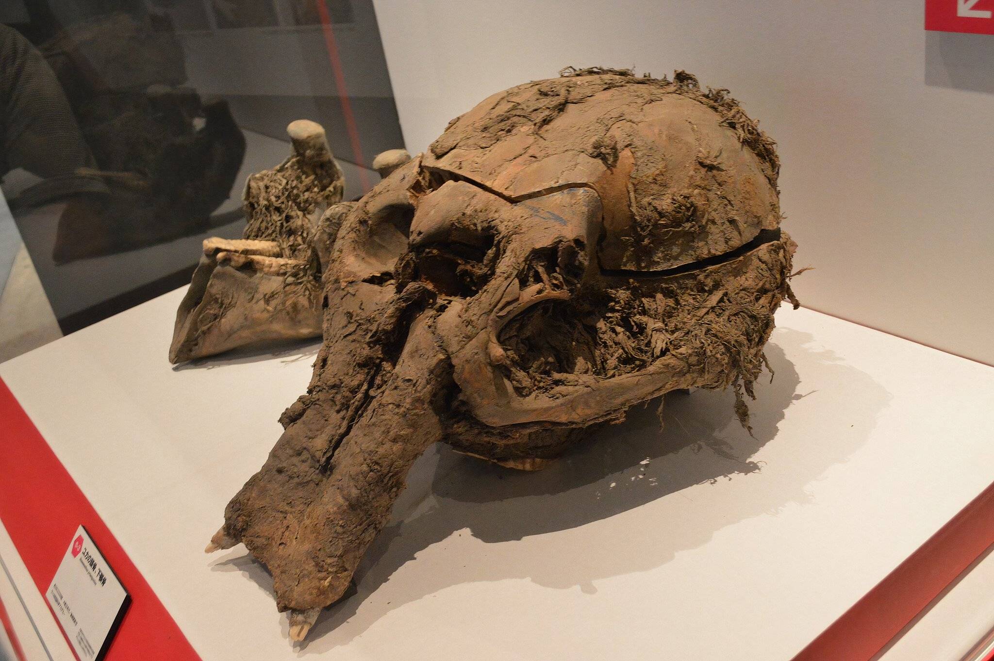 Extinct Japan 10 Incredible Extinct Creatures That Once Dominated Earth
